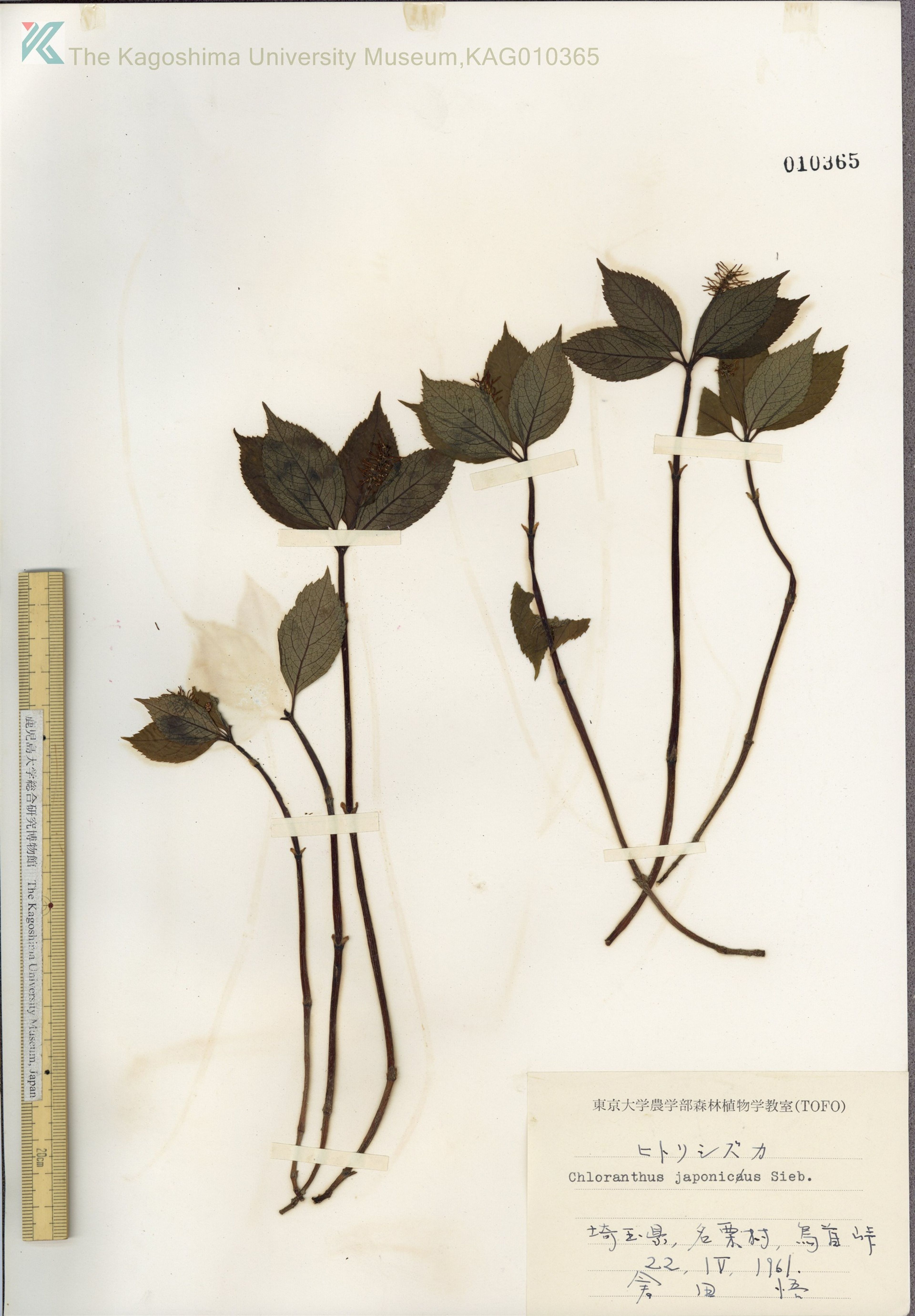 Chloranthus japonicus - 44