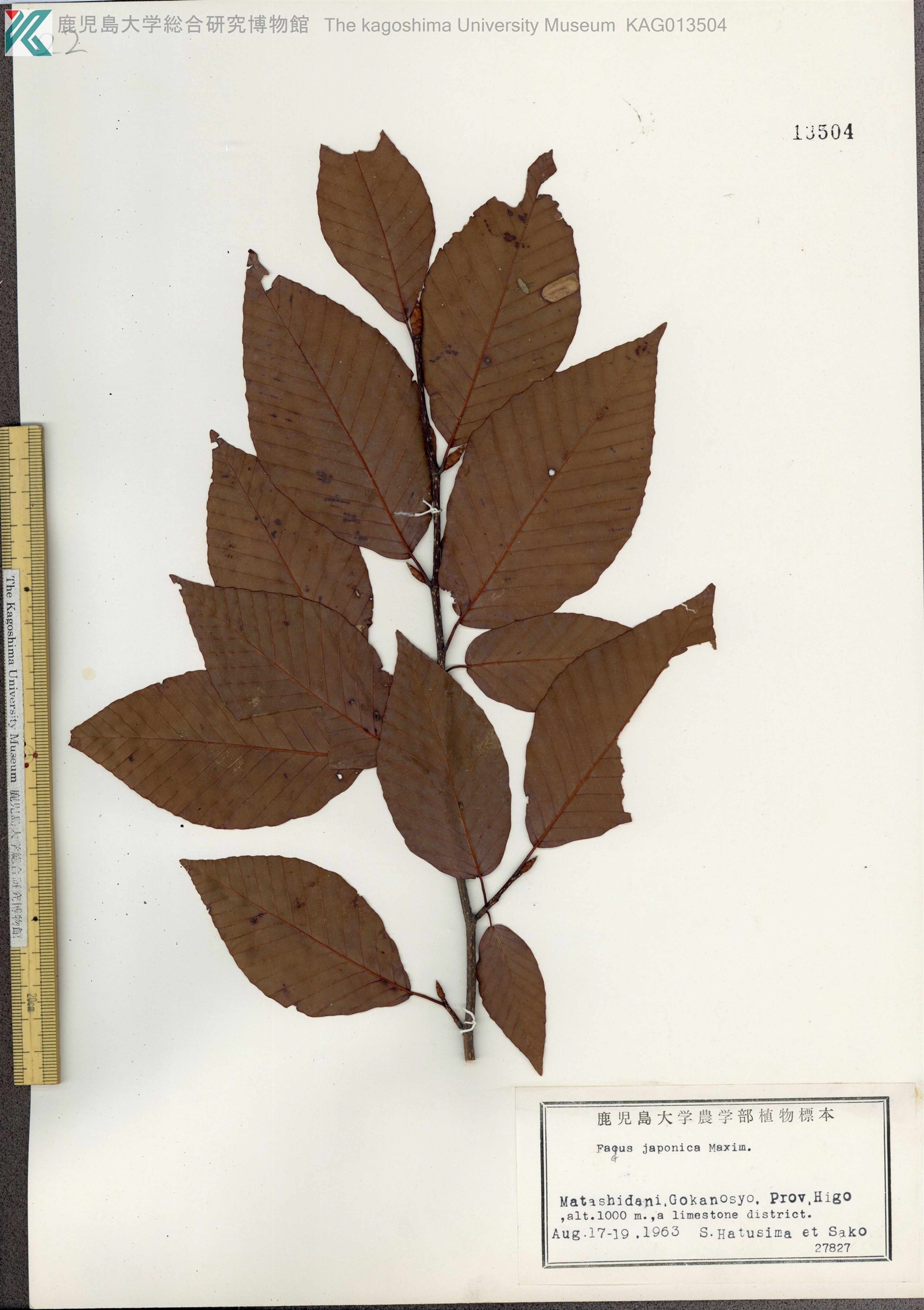Fagus japonica - 75
