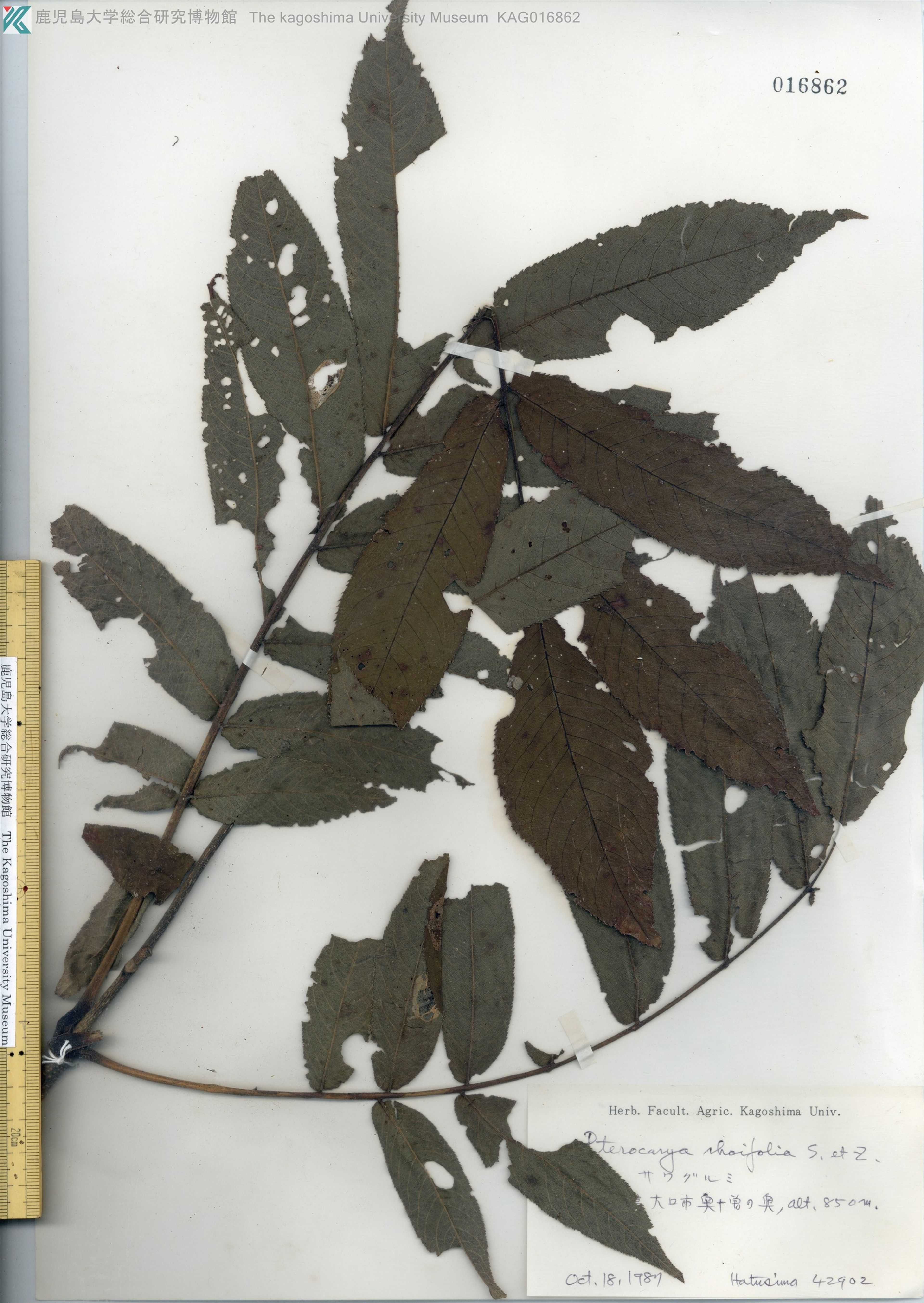 Pterocarya rhoifolia - 8
