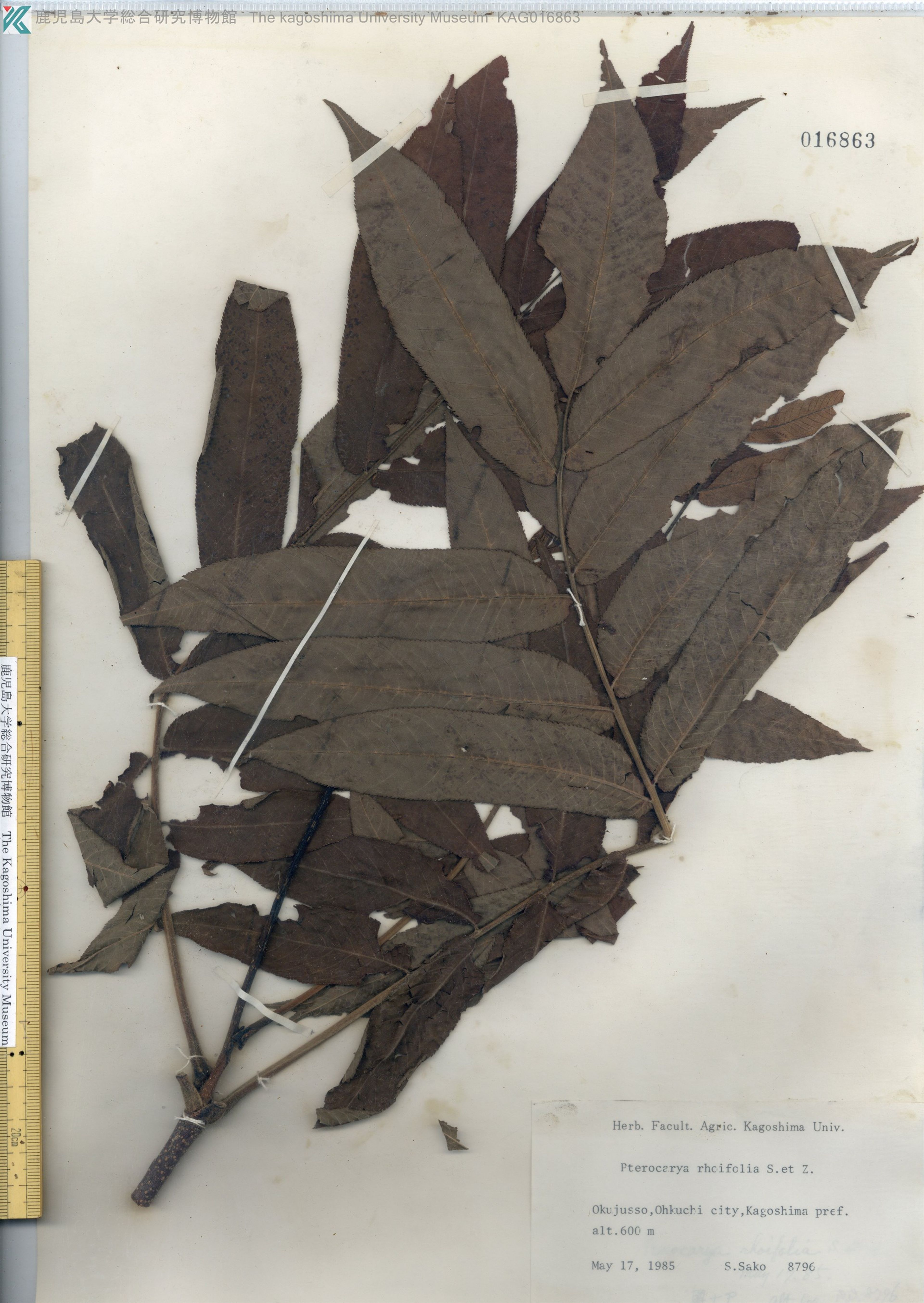 Pterocarya rhoifolia - 106