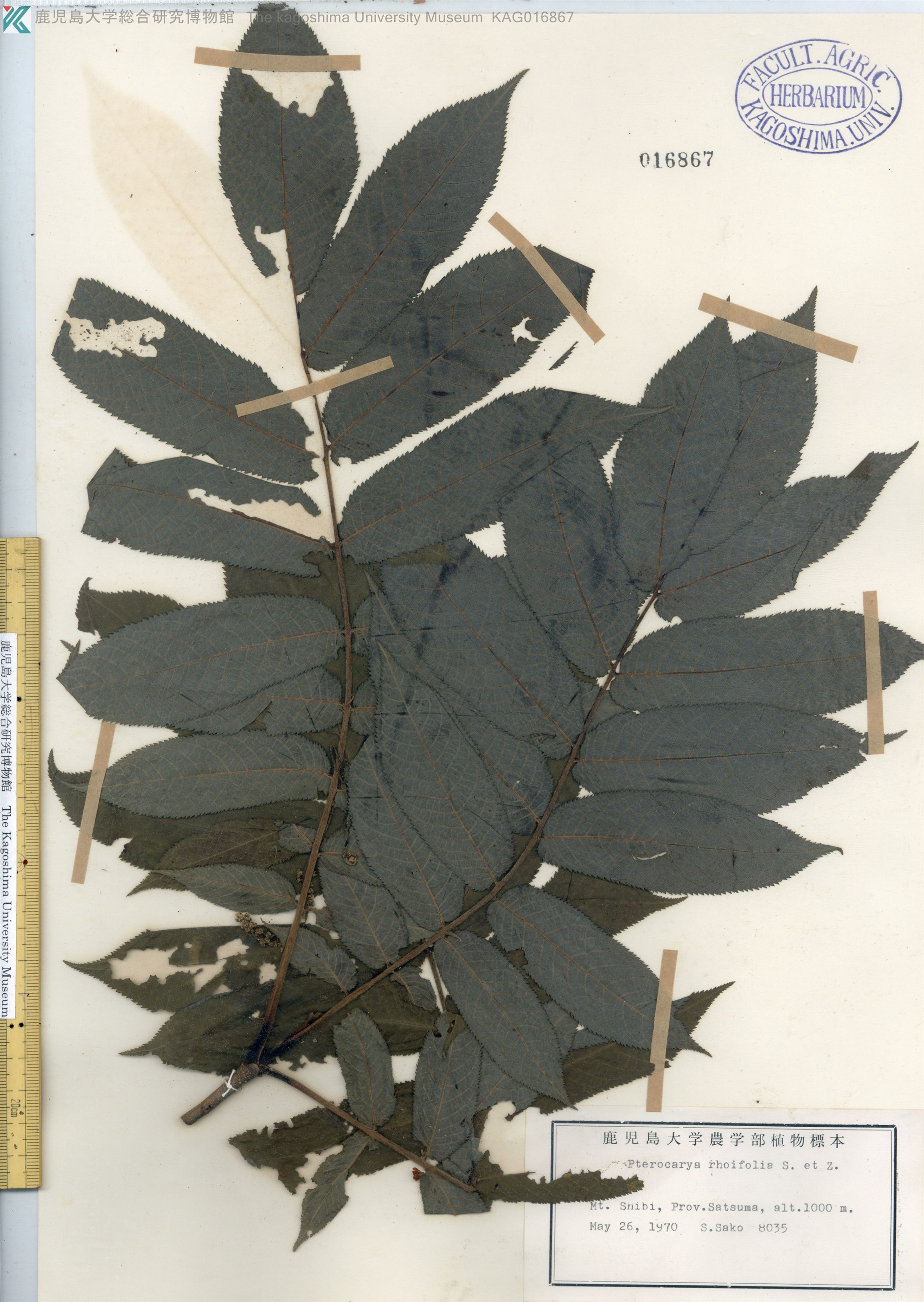 Pterocarya rhoifolia - 39