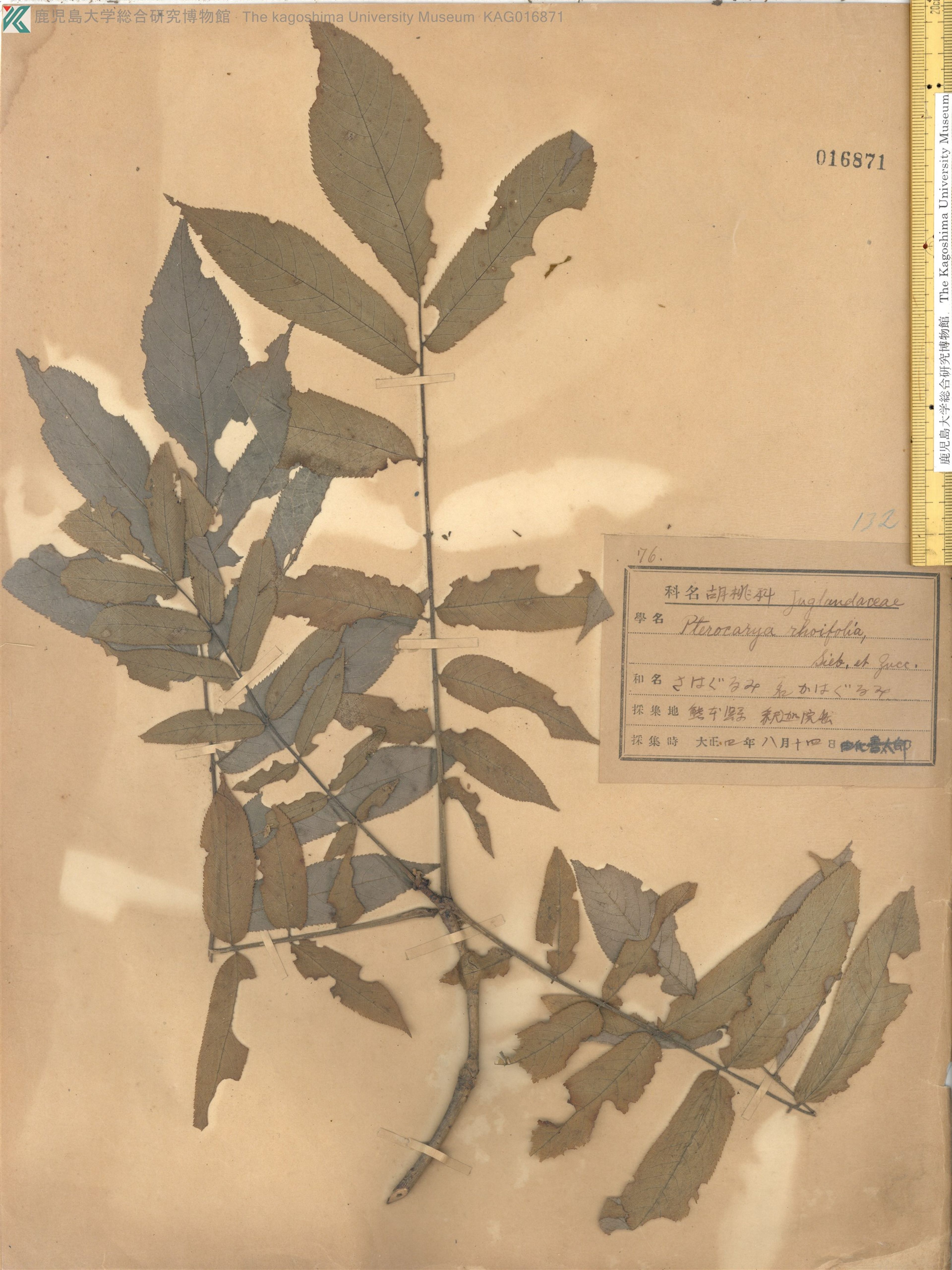 Pterocarya rhoifolia - 102