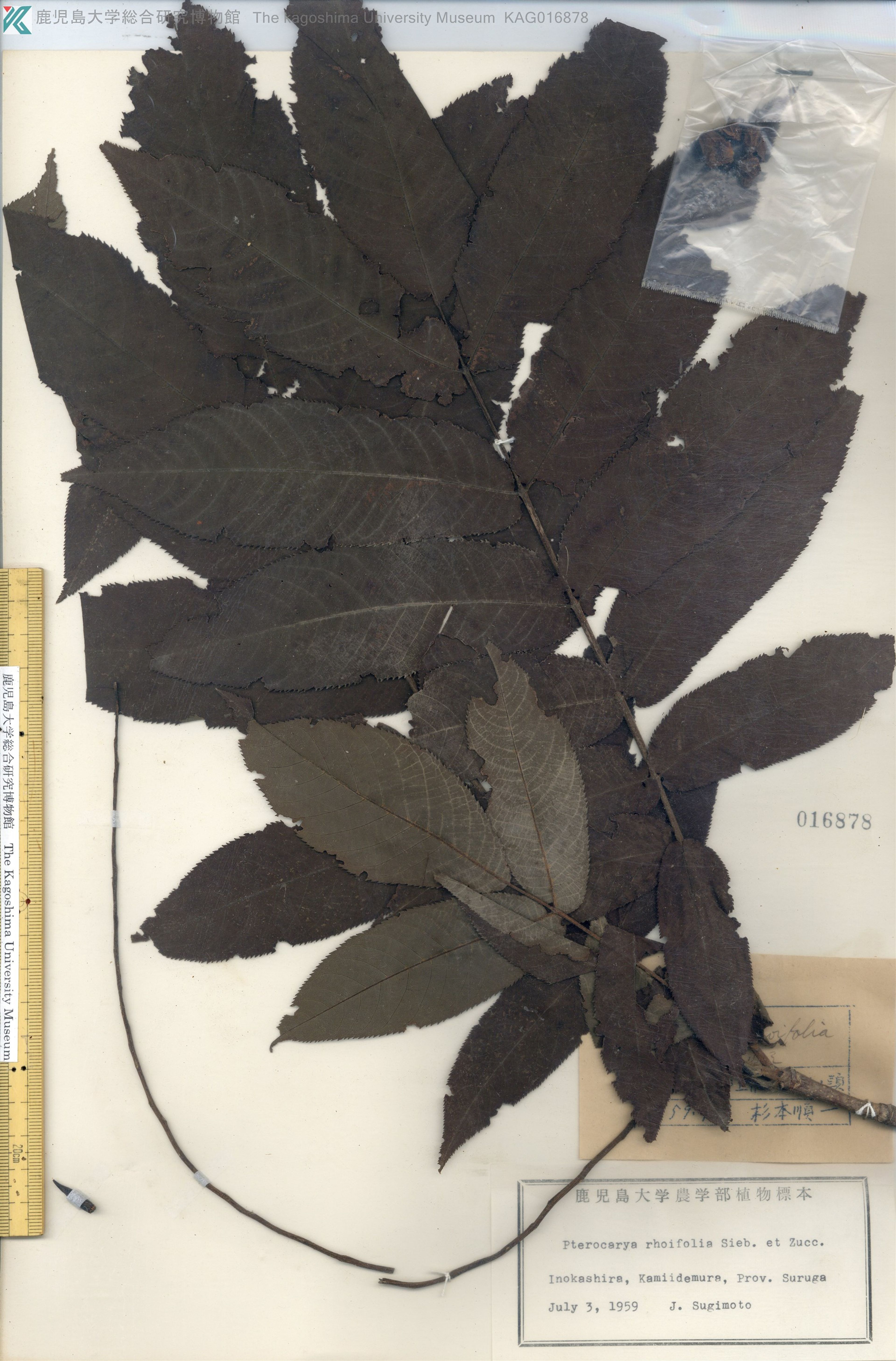 Pterocarya rhoifolia - 80