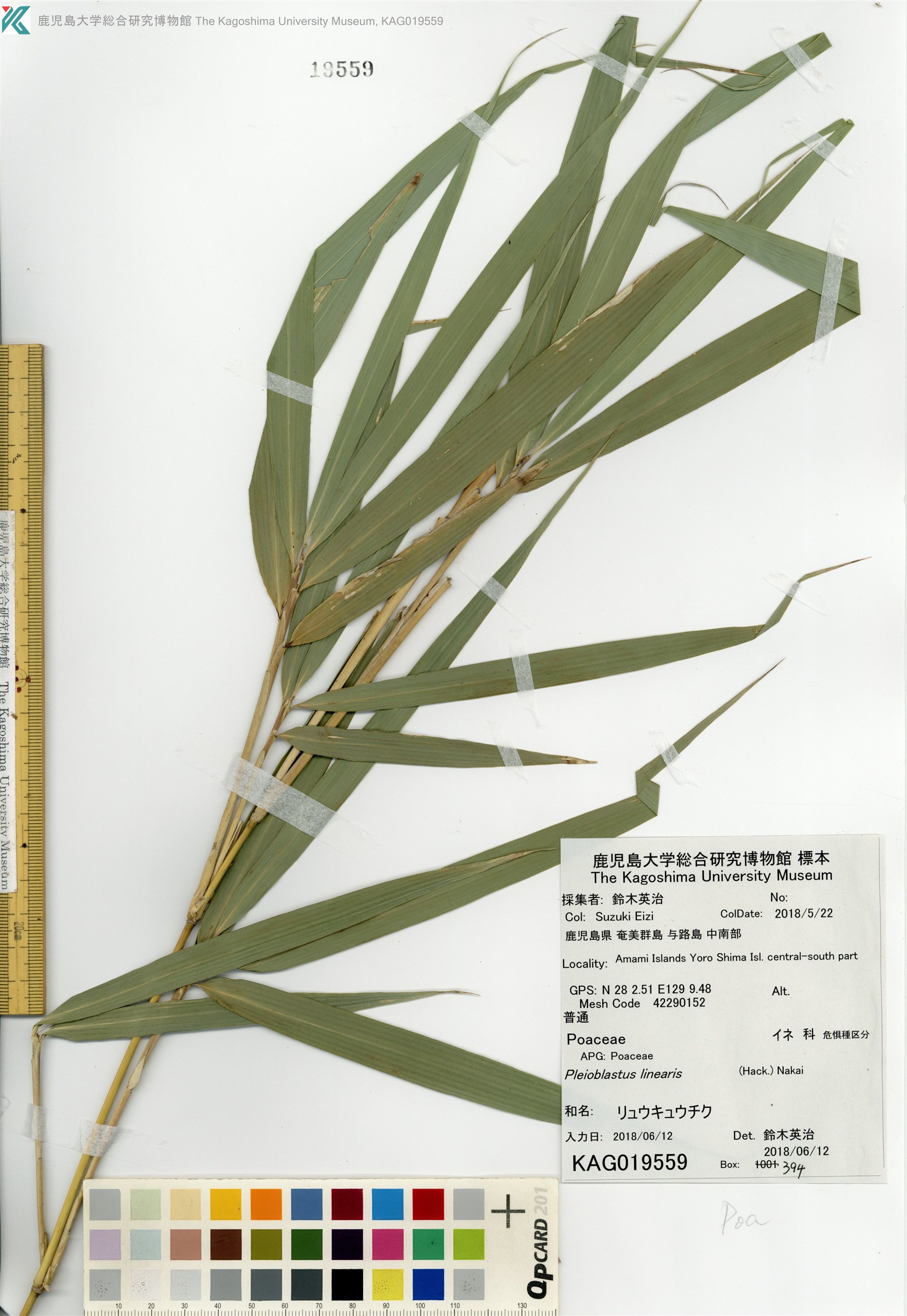 Pleioblastus - 53