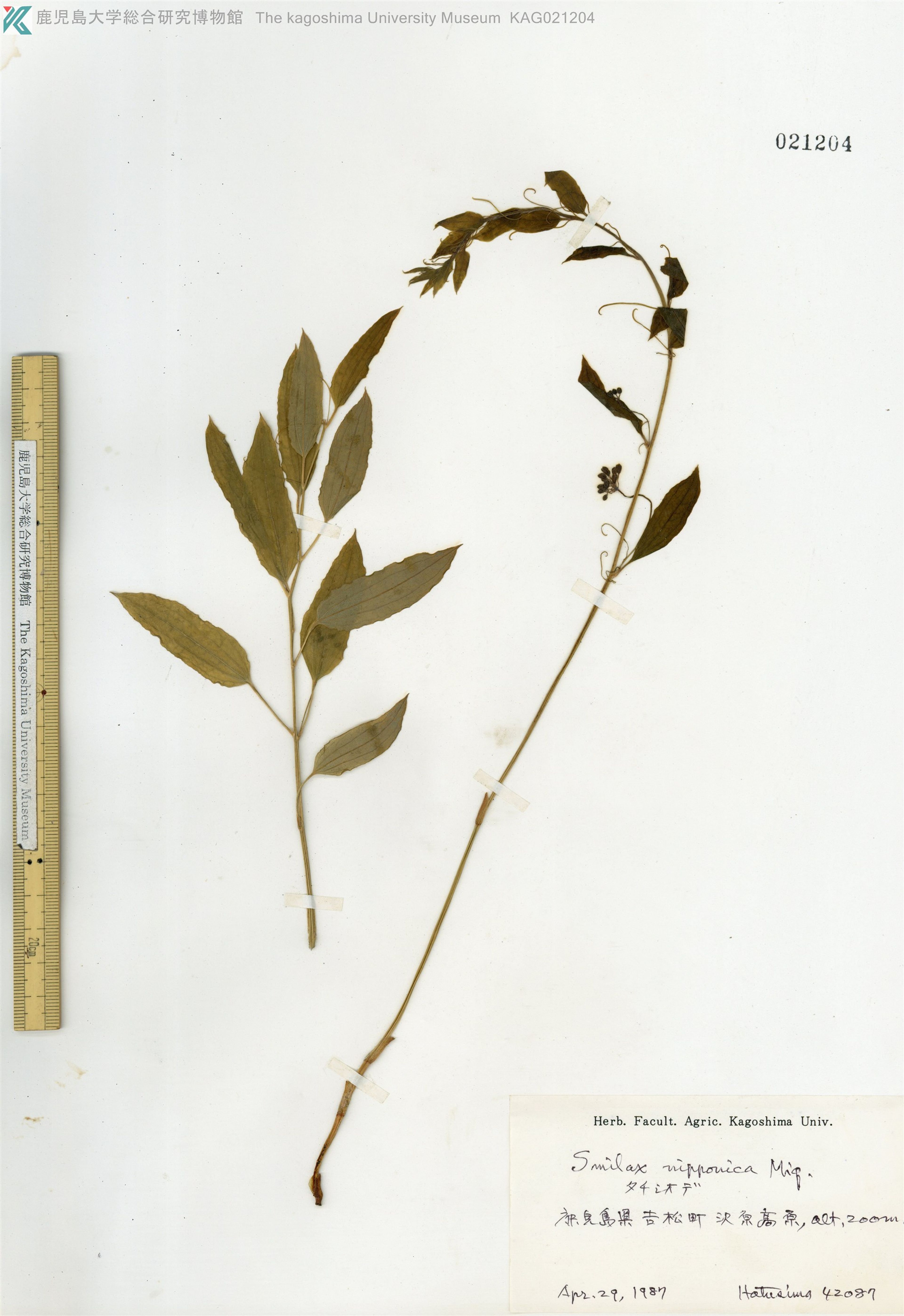 Smilax nipponica - 18