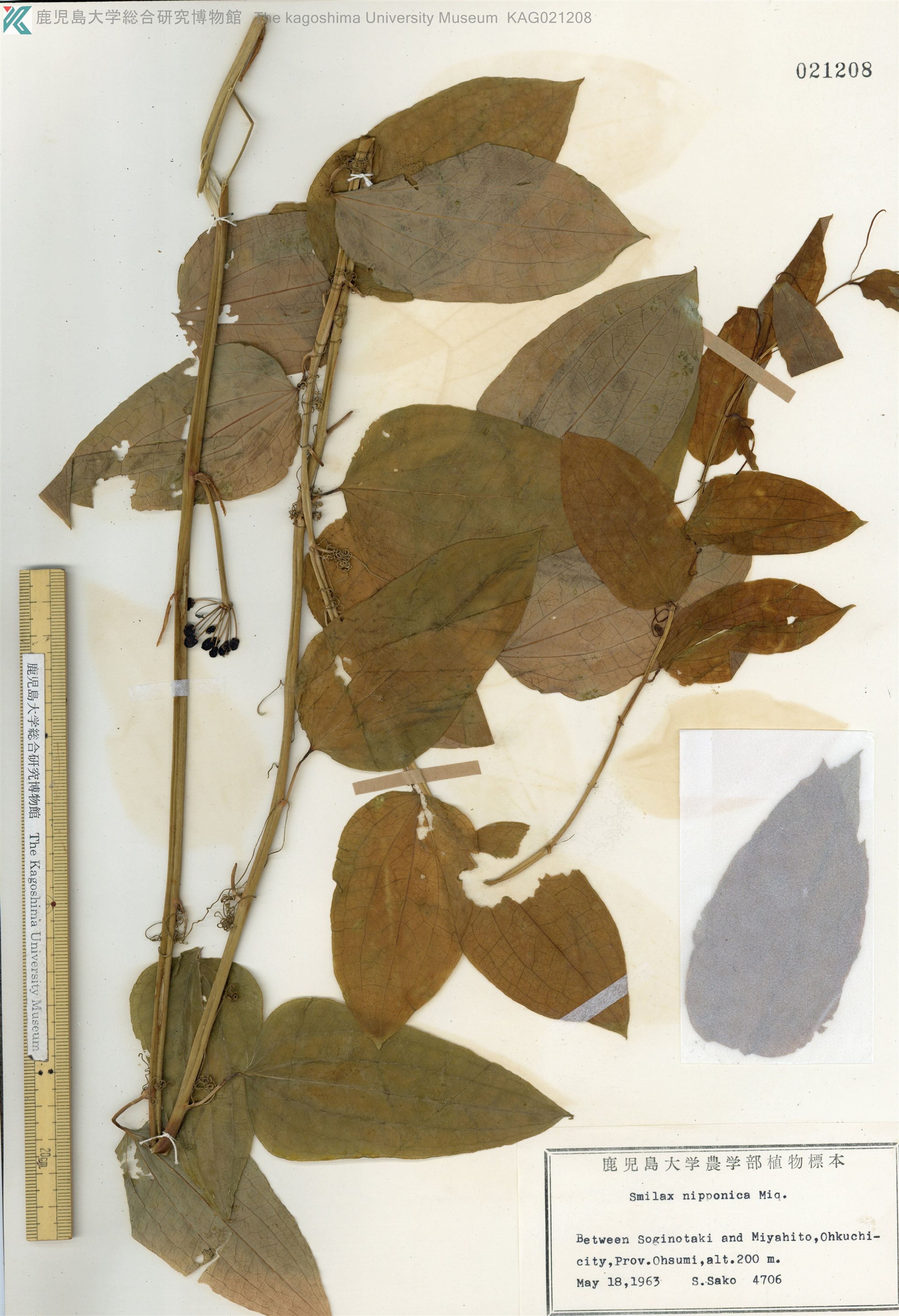 Smilax nipponica - 121