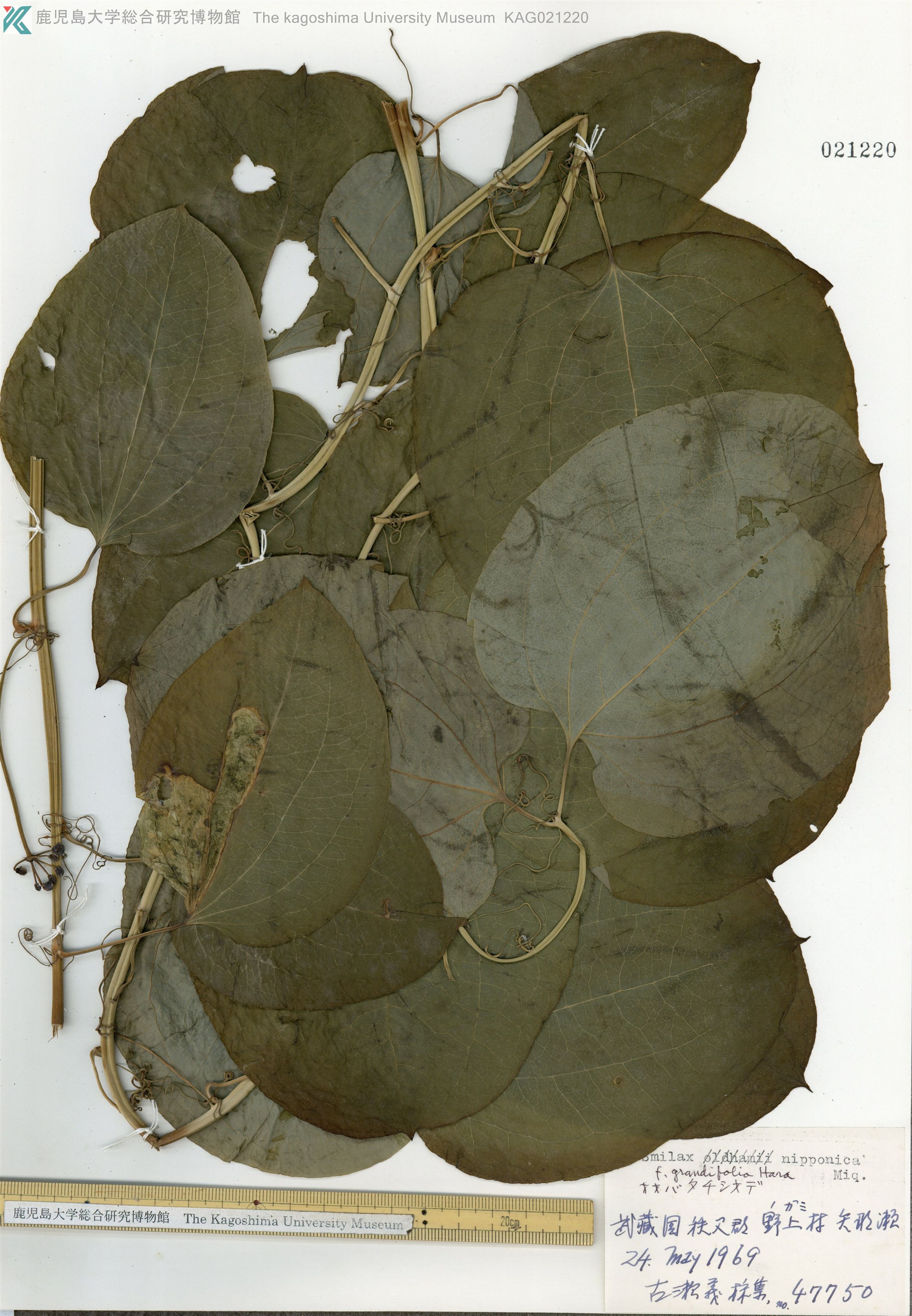 Smilax nipponica - 88