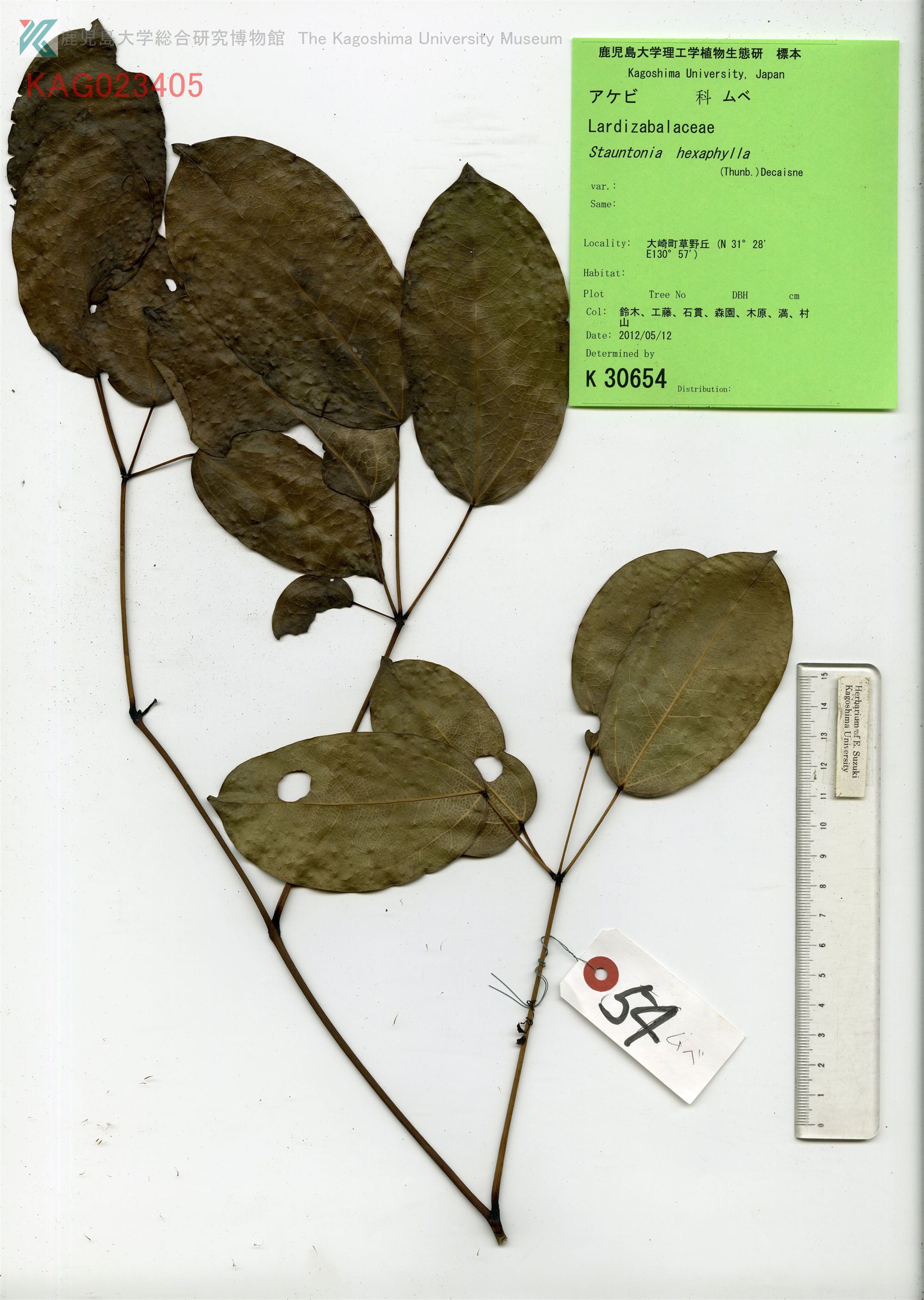 Stauntonia hexaphylla - 92