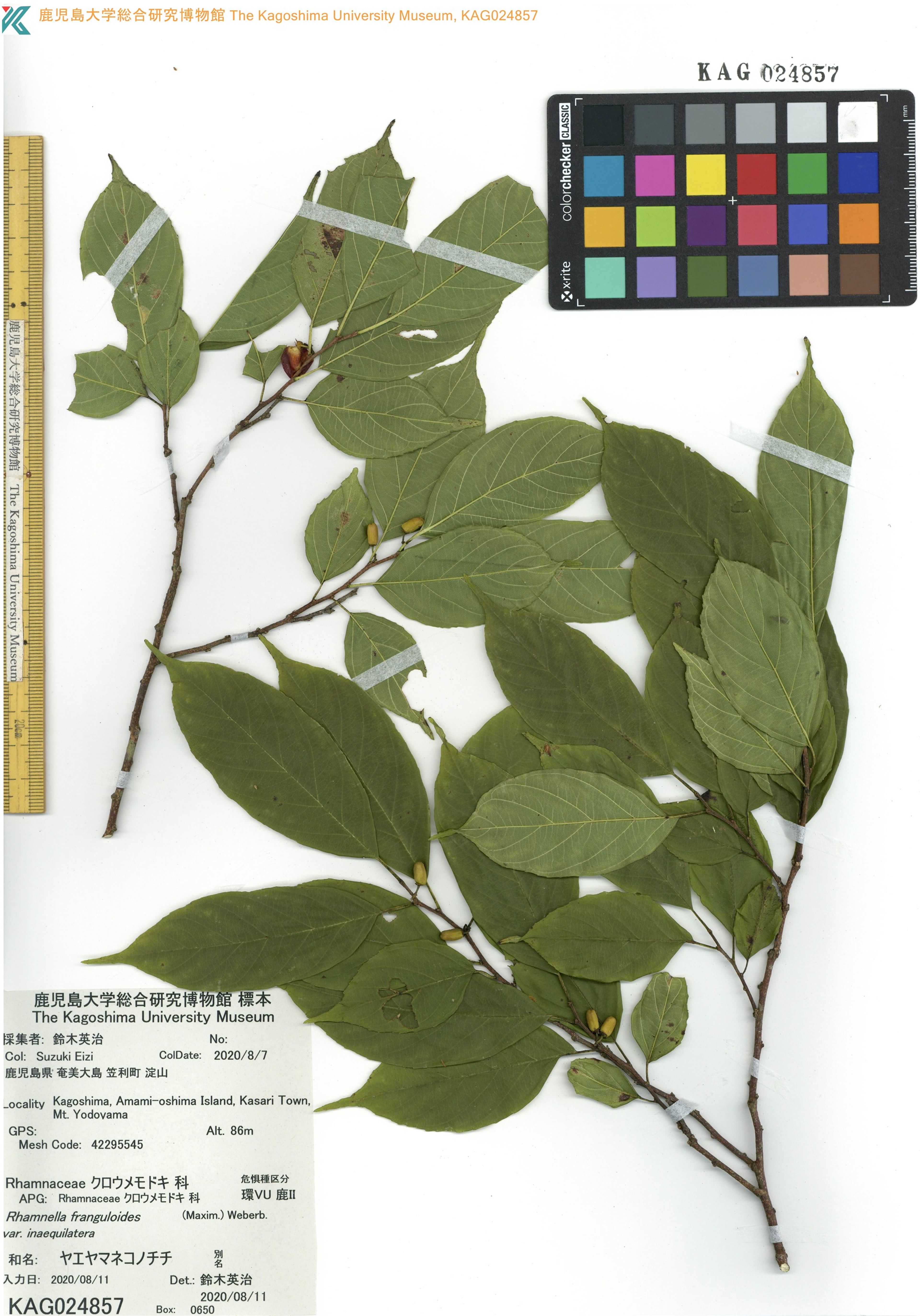 Rhamnella franguloides - 2