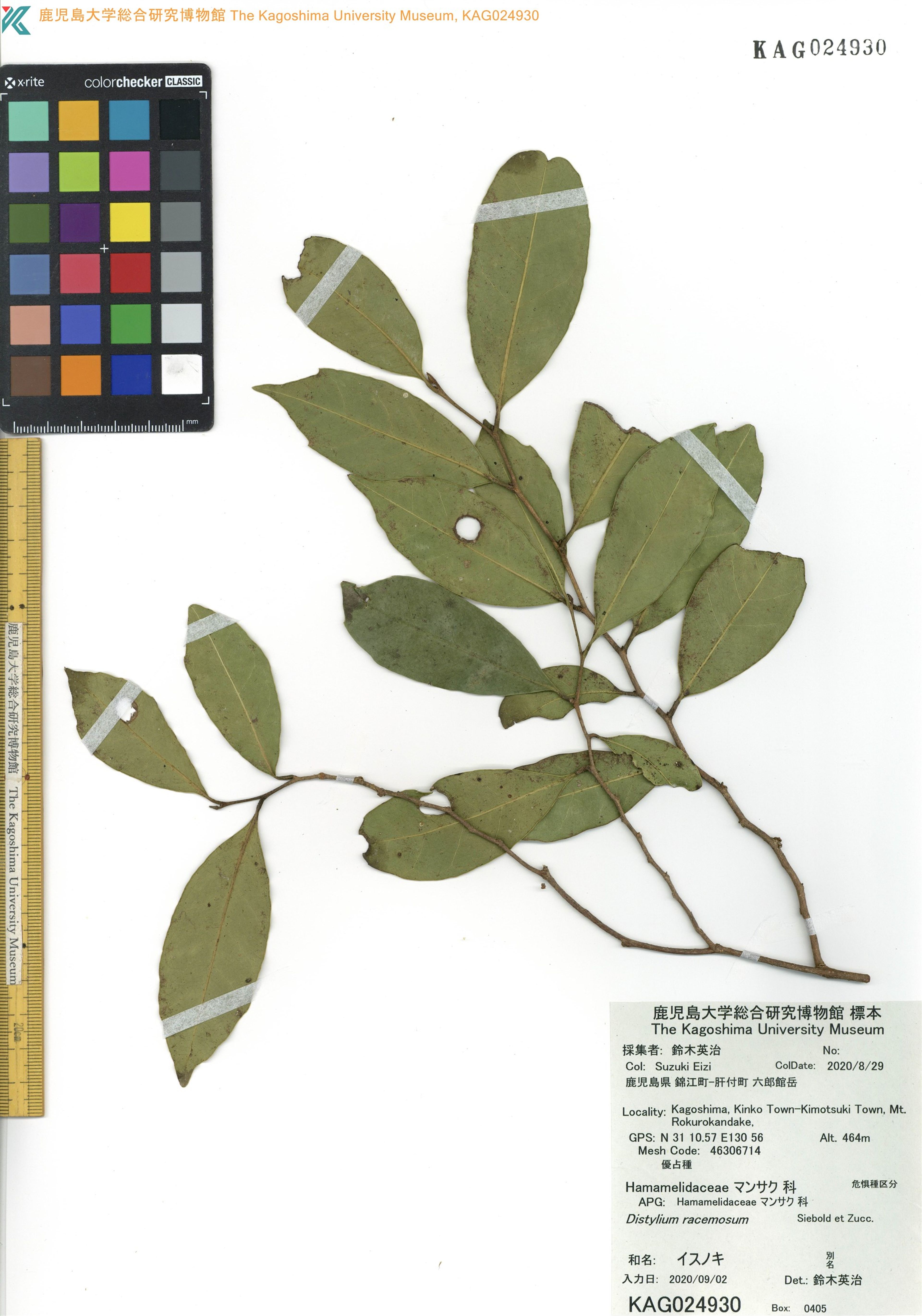 Distylium racemosum - 35