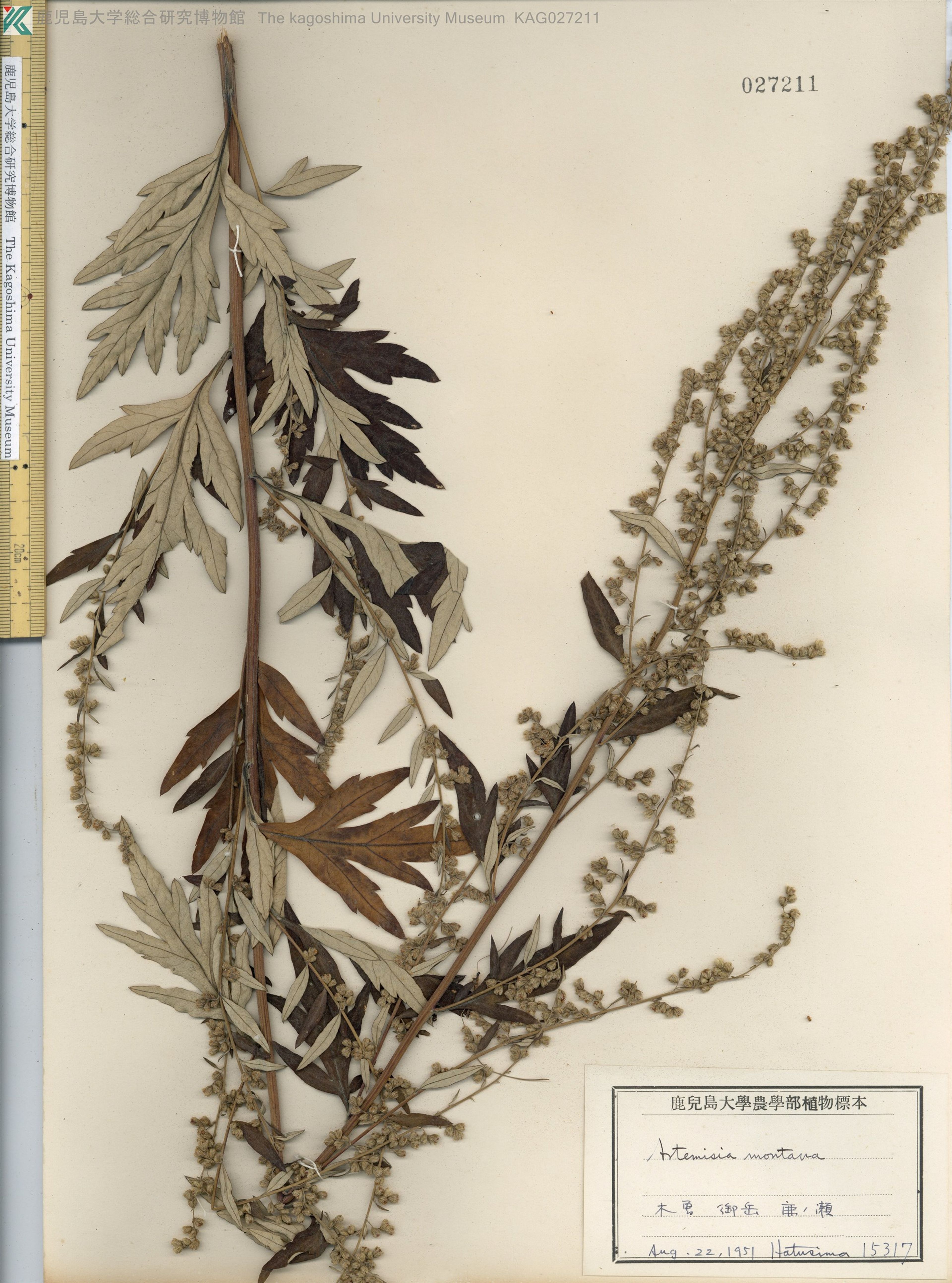 Artemisia montana - 49