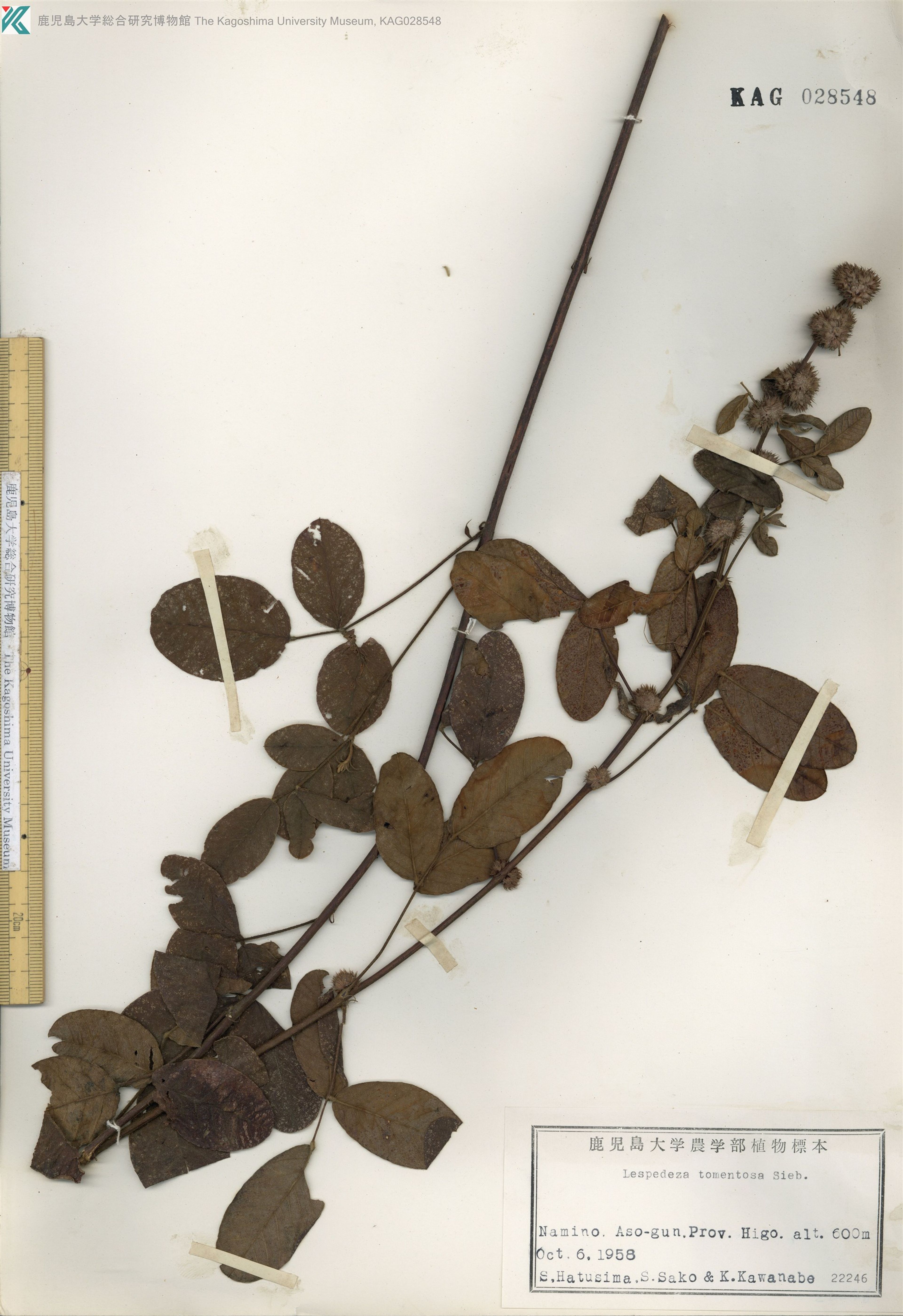 Lespedeza tomentosa - 98