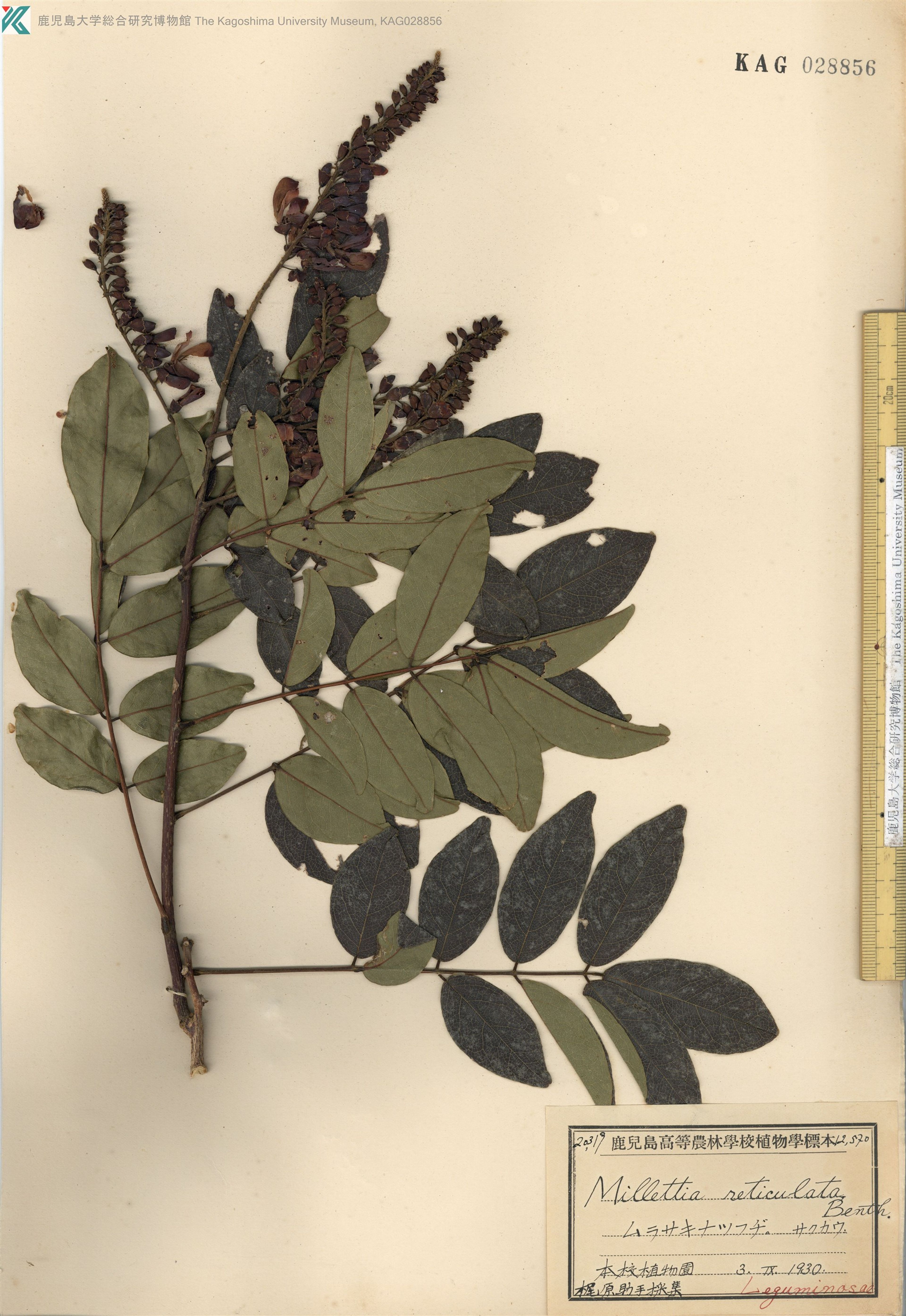 Millettia reticulata - 33