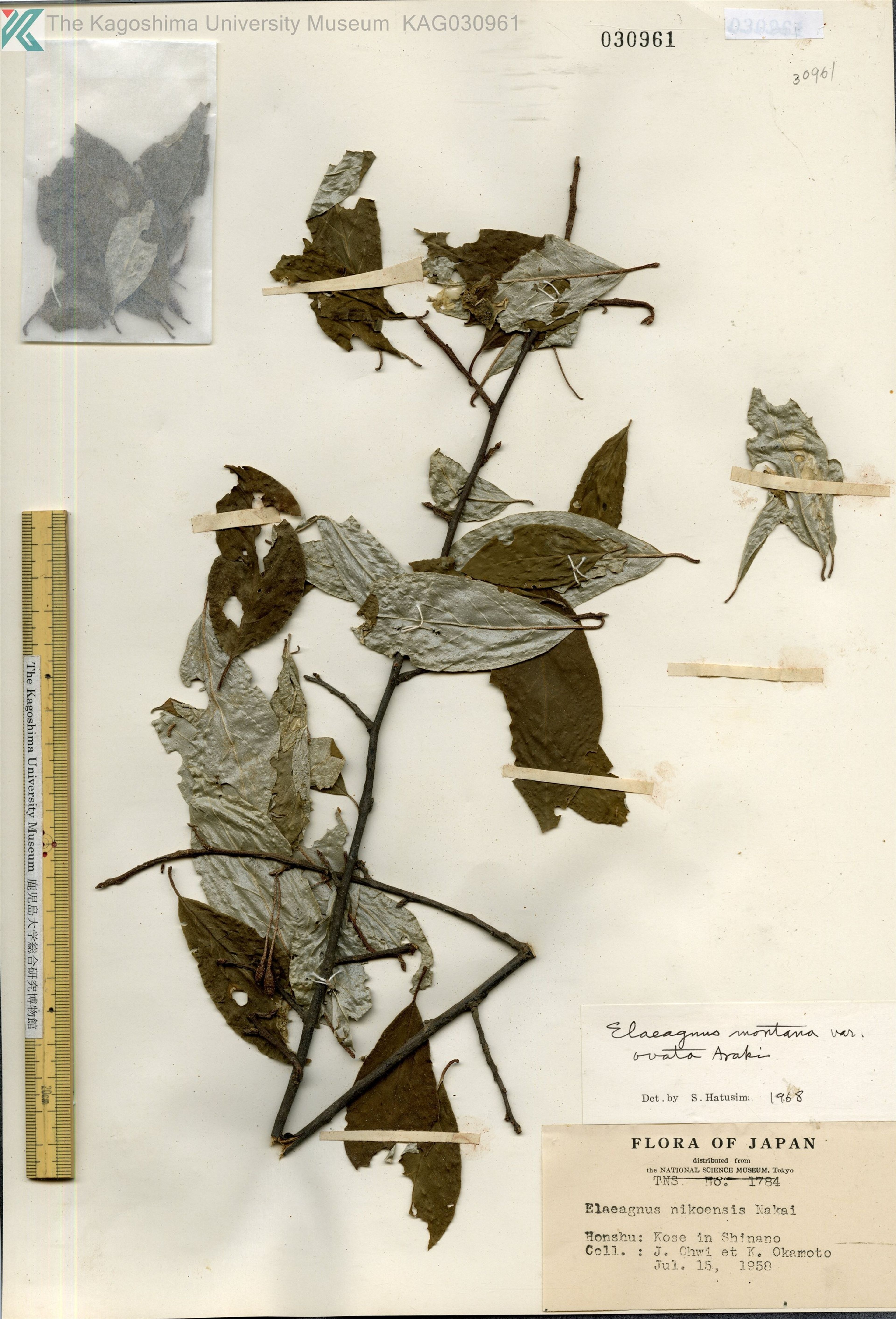 Elaeagnus montana - 24