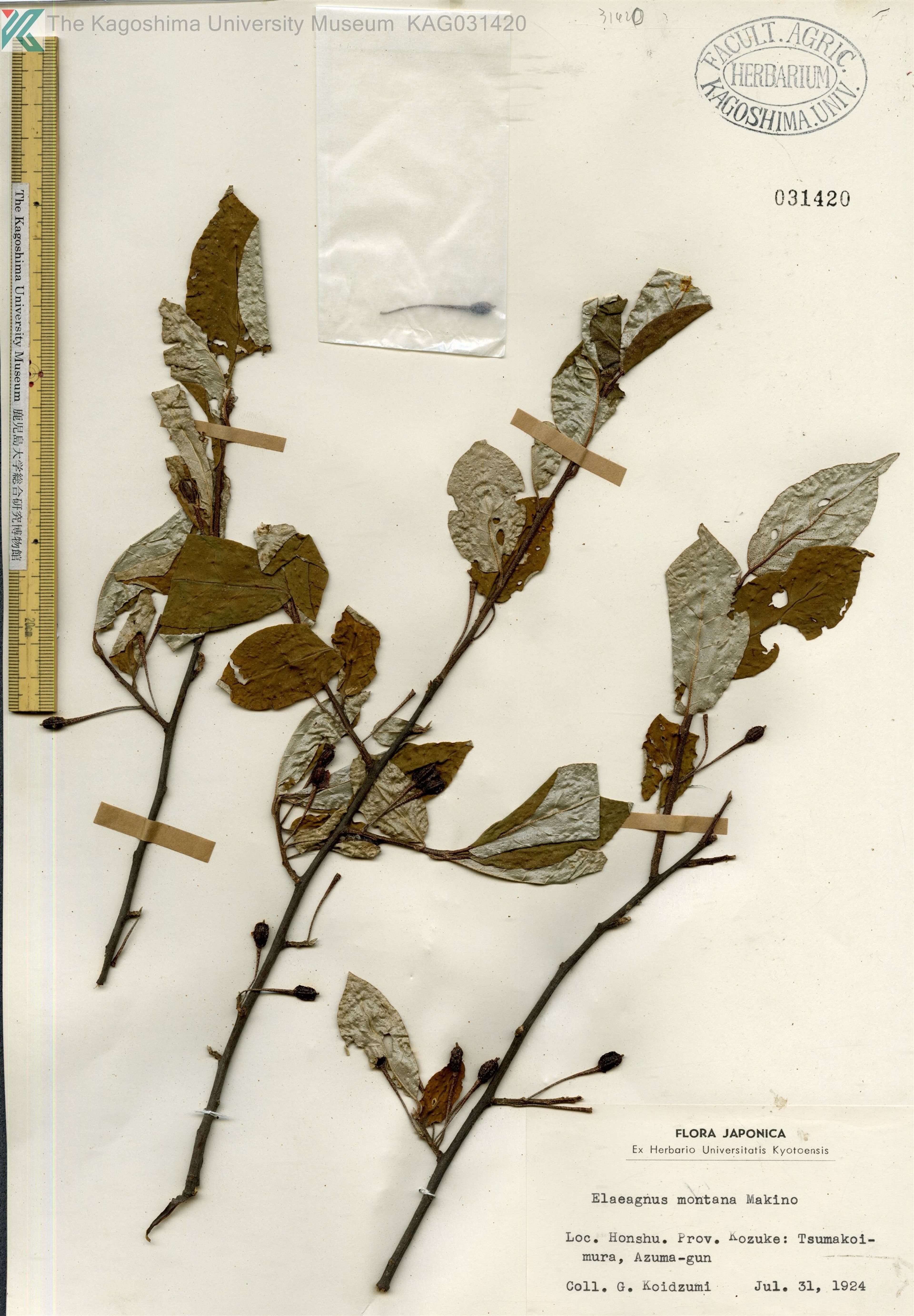 Elaeagnus montana - 6