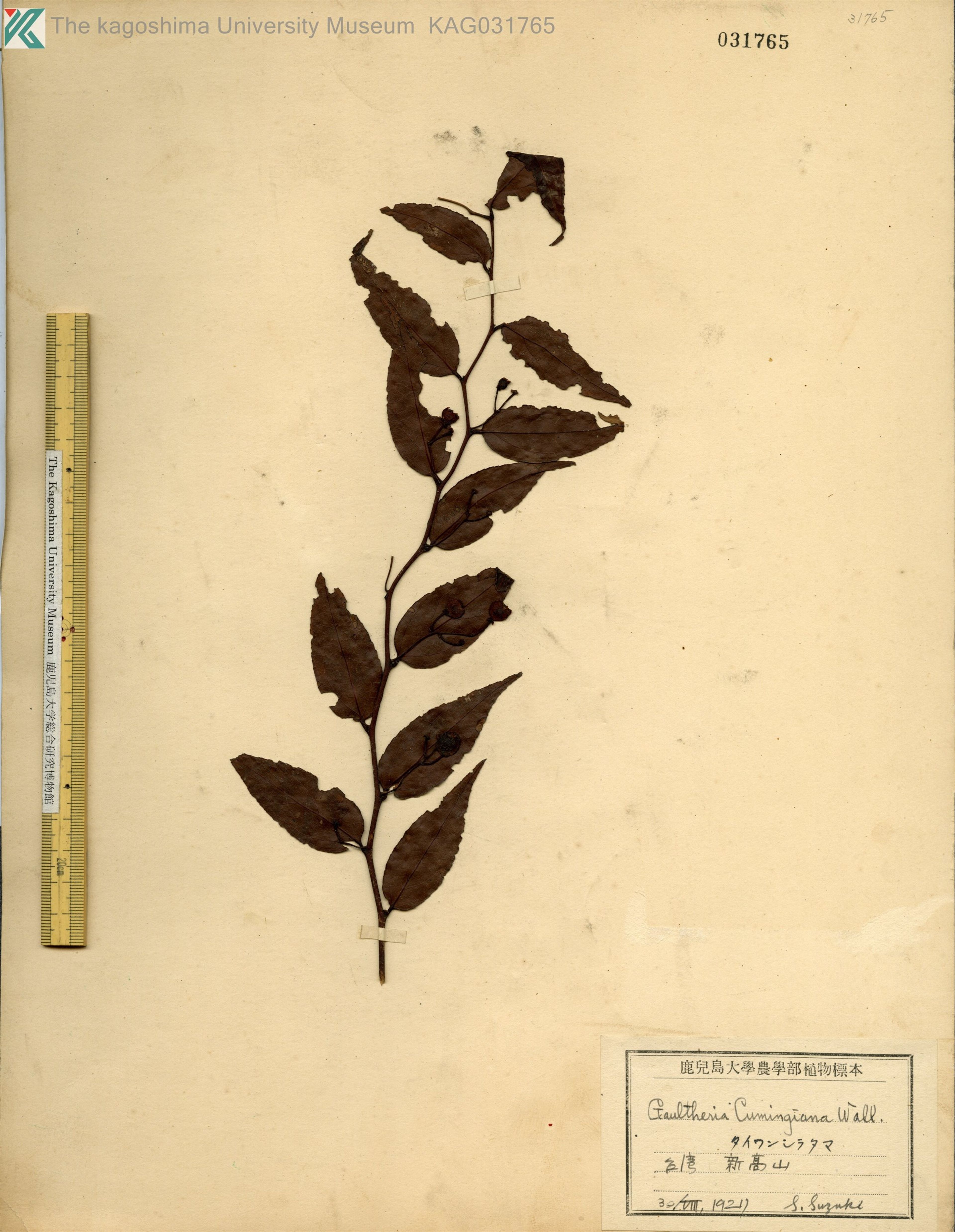 Gaultheria cumingiana - 37