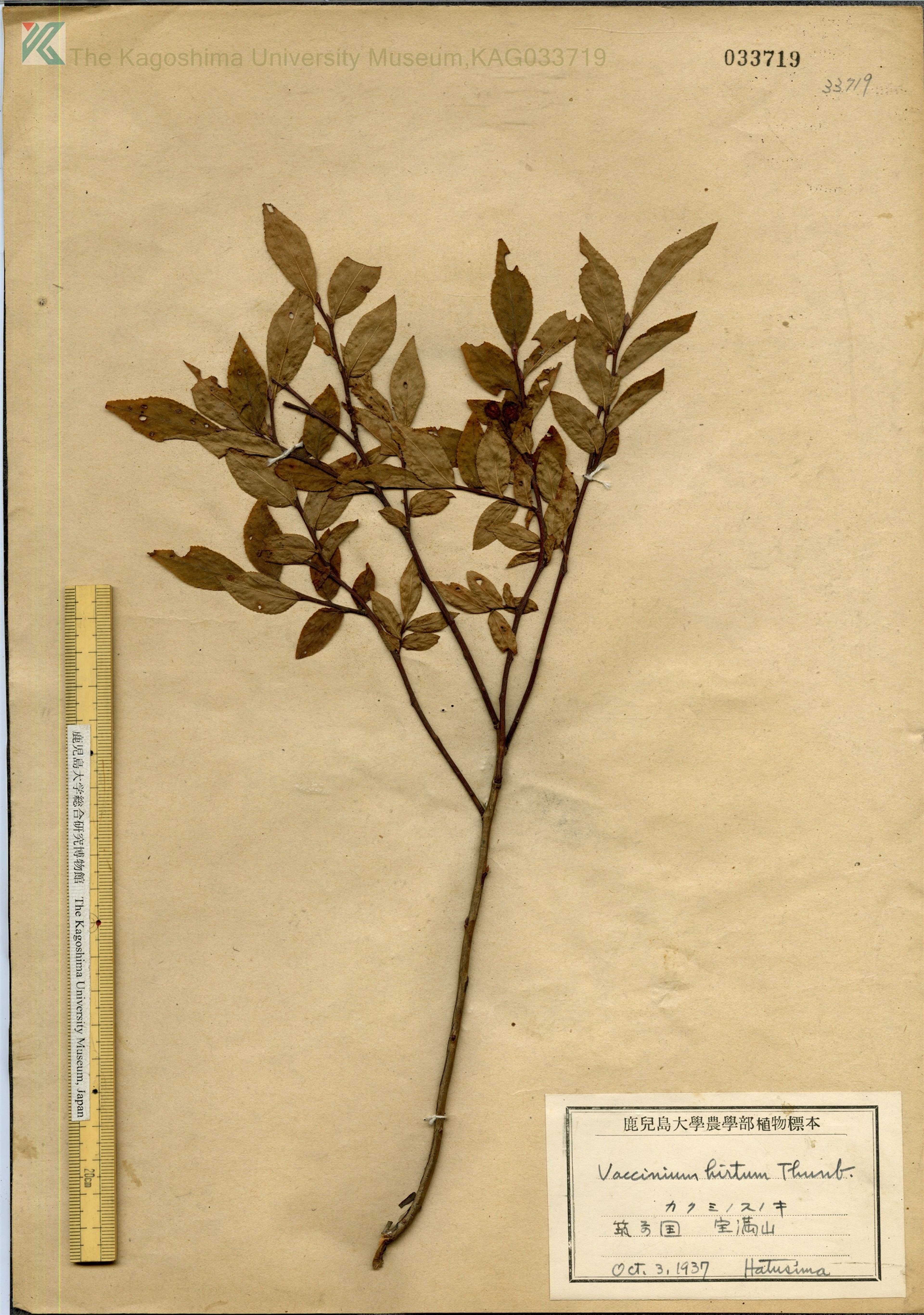 Vaccinium hirtum - 18