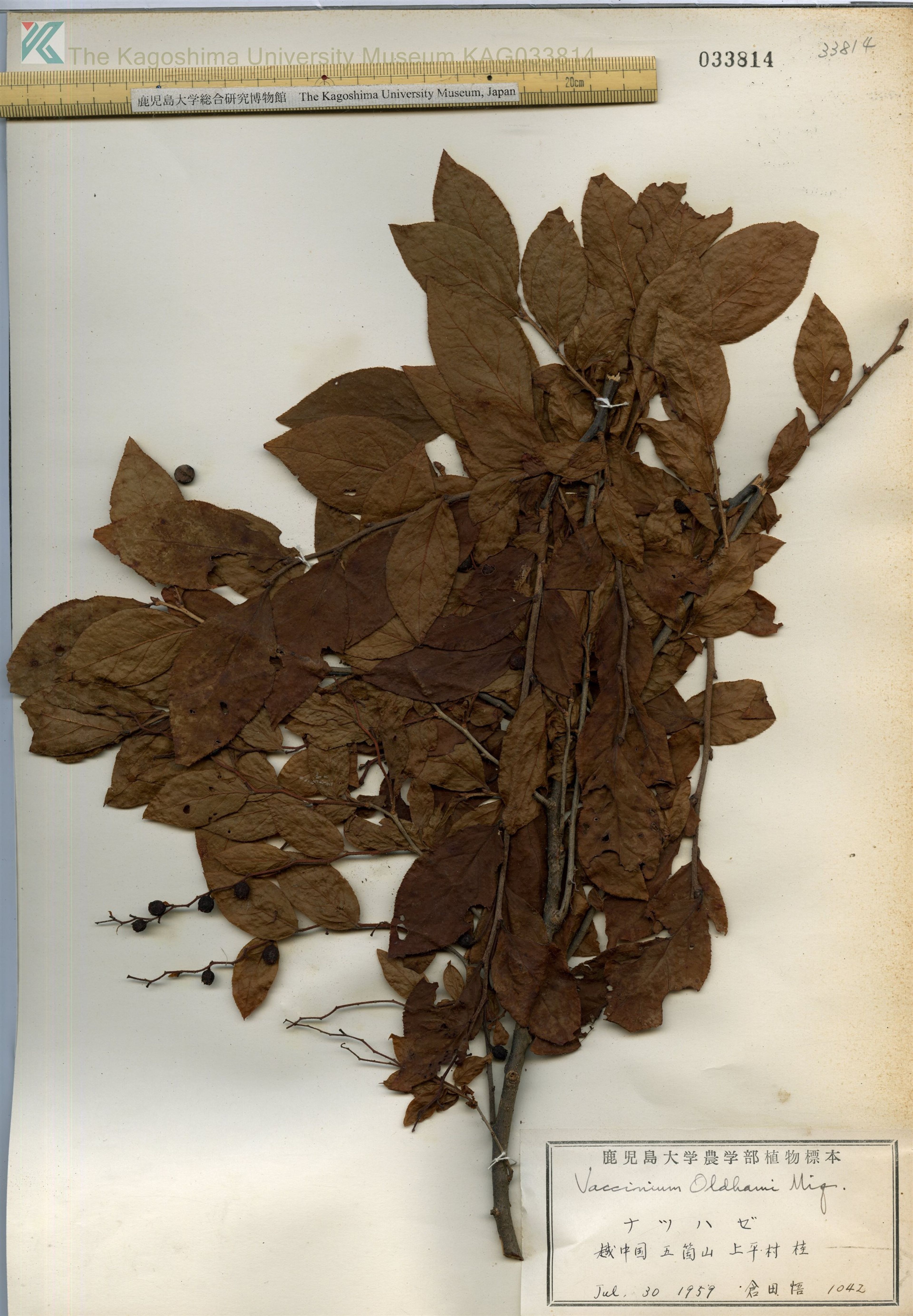 Vaccinium oldhamii - 83