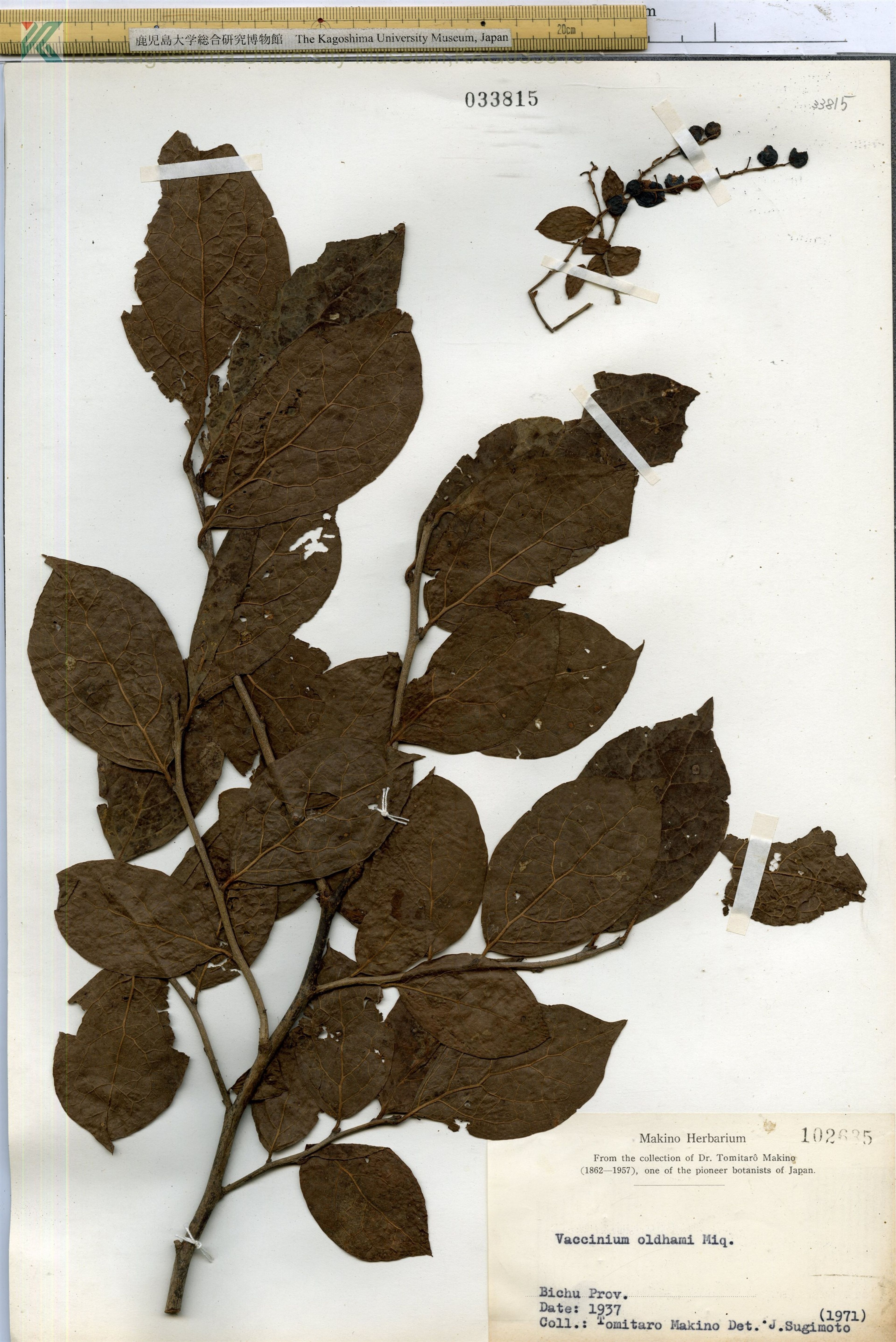 Vaccinium oldhamii - 79