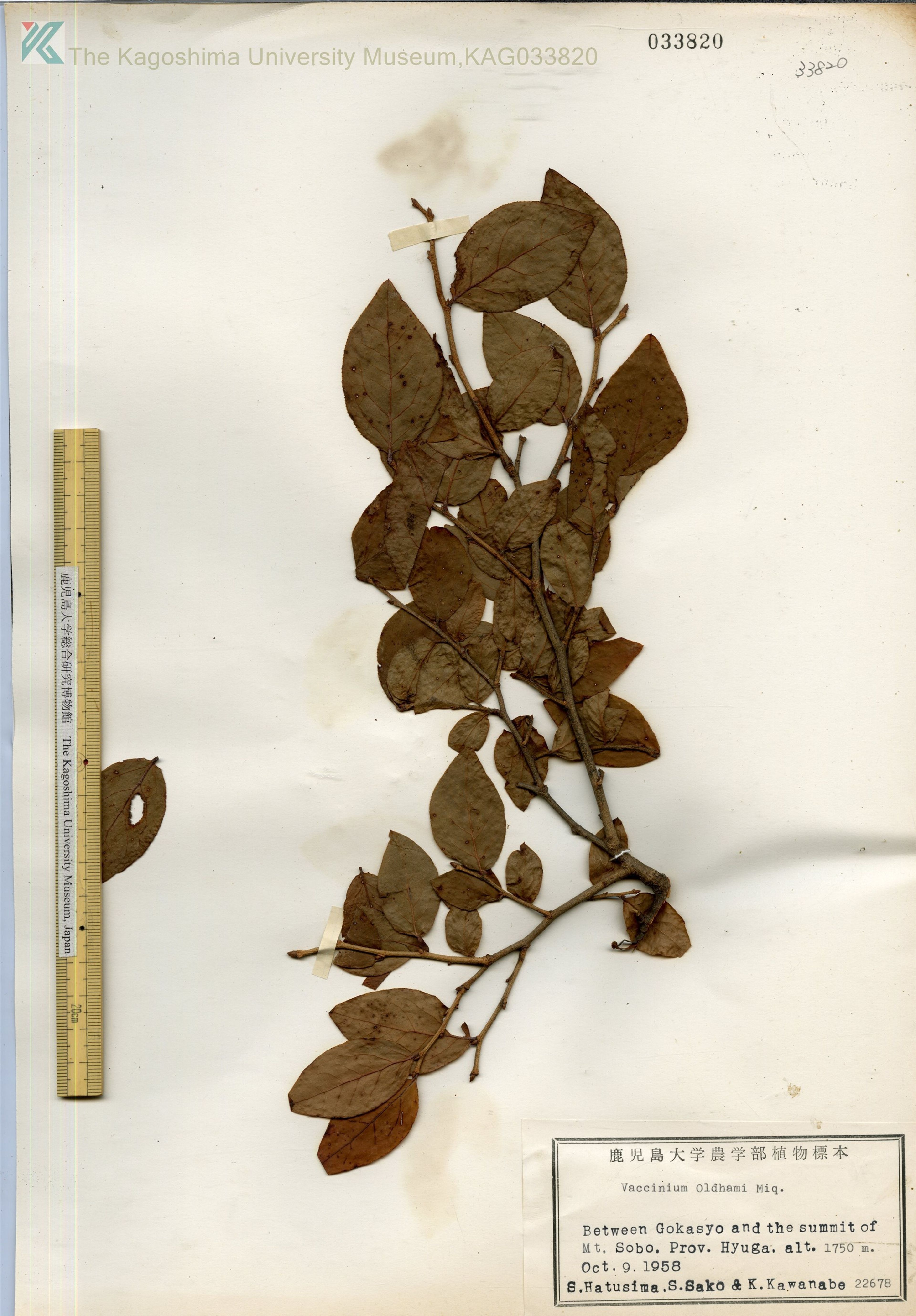 Vaccinium oldhamii - 86