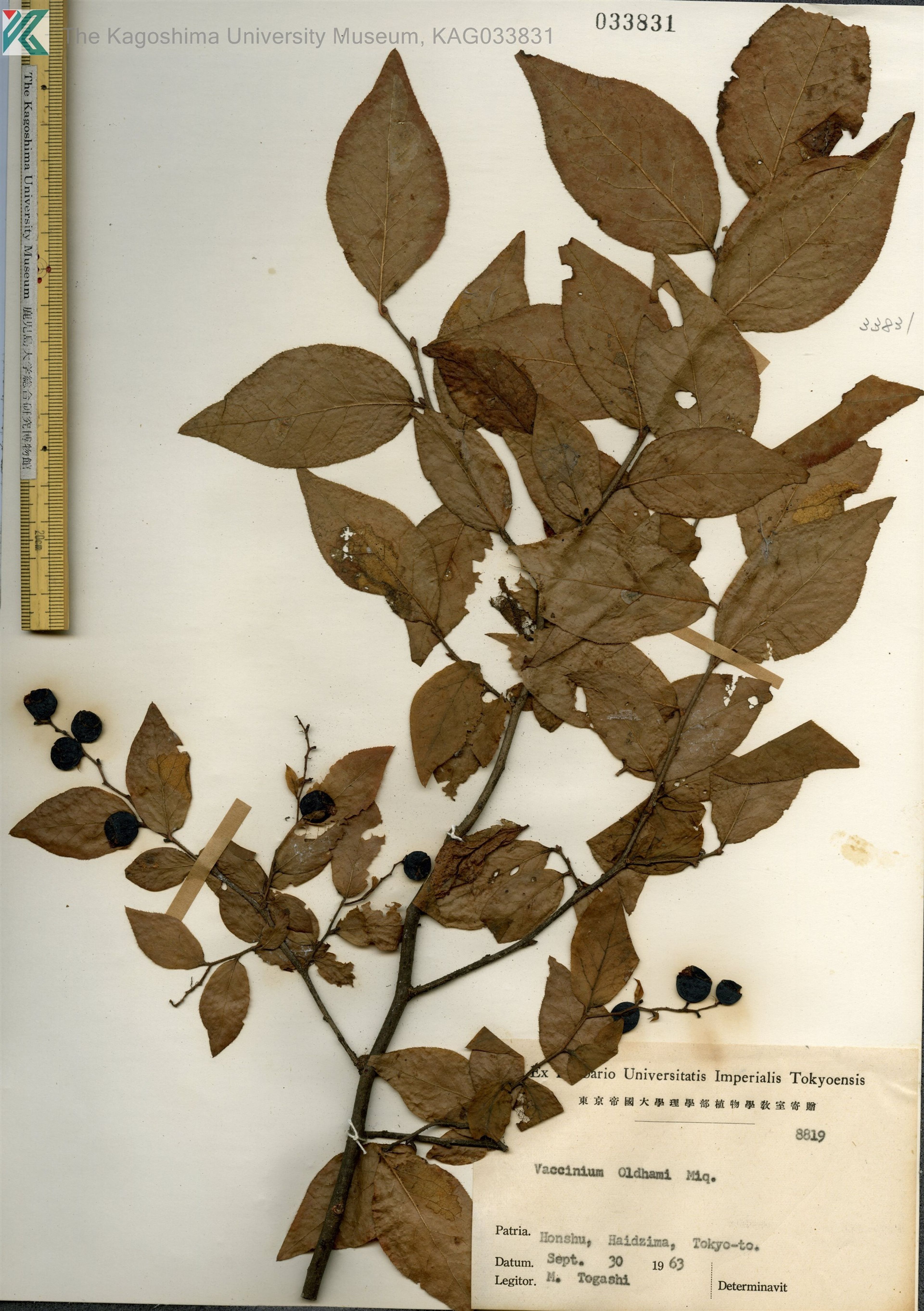 Vaccinium oldhamii - 22