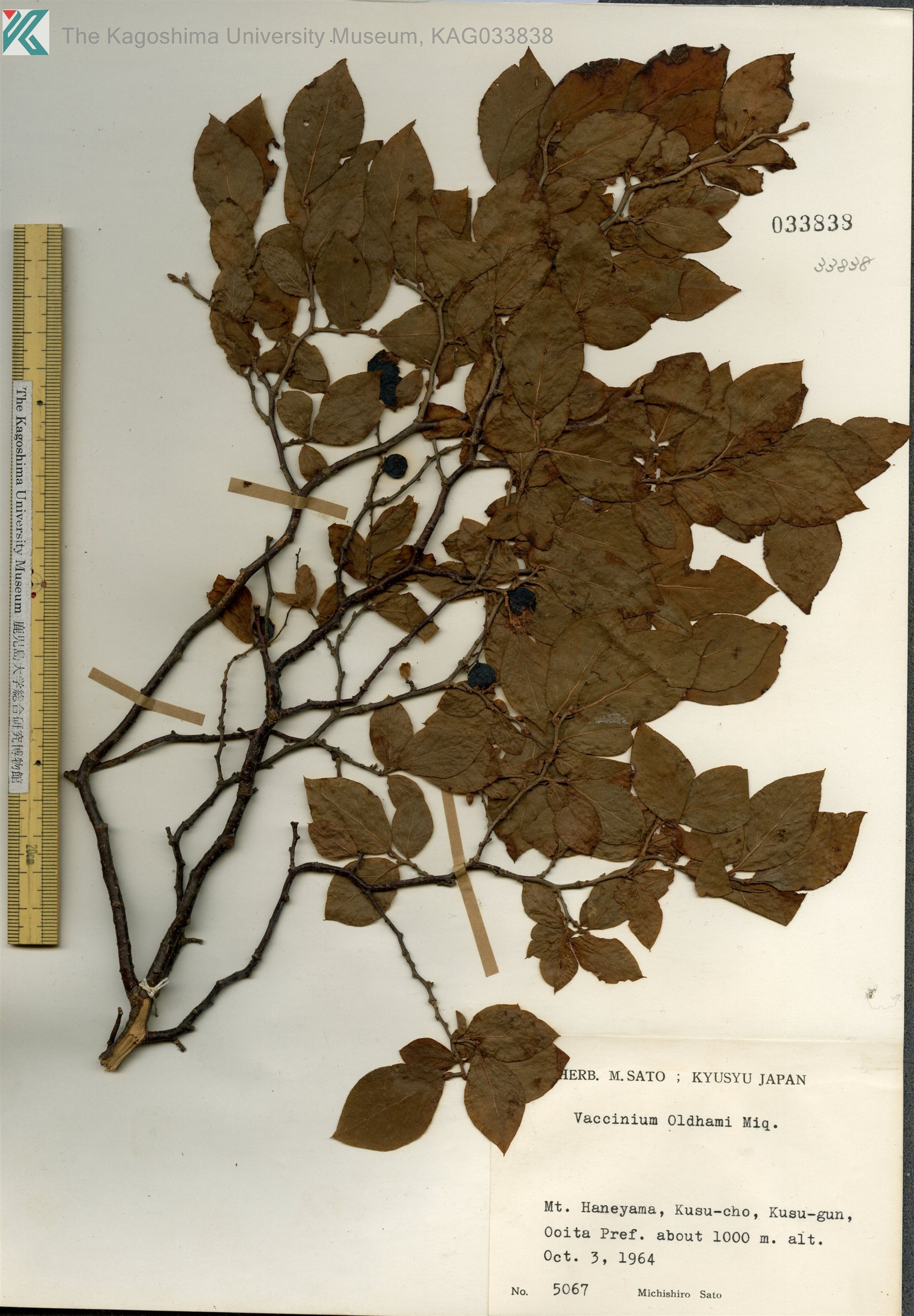 Vaccinium oldhamii - 15