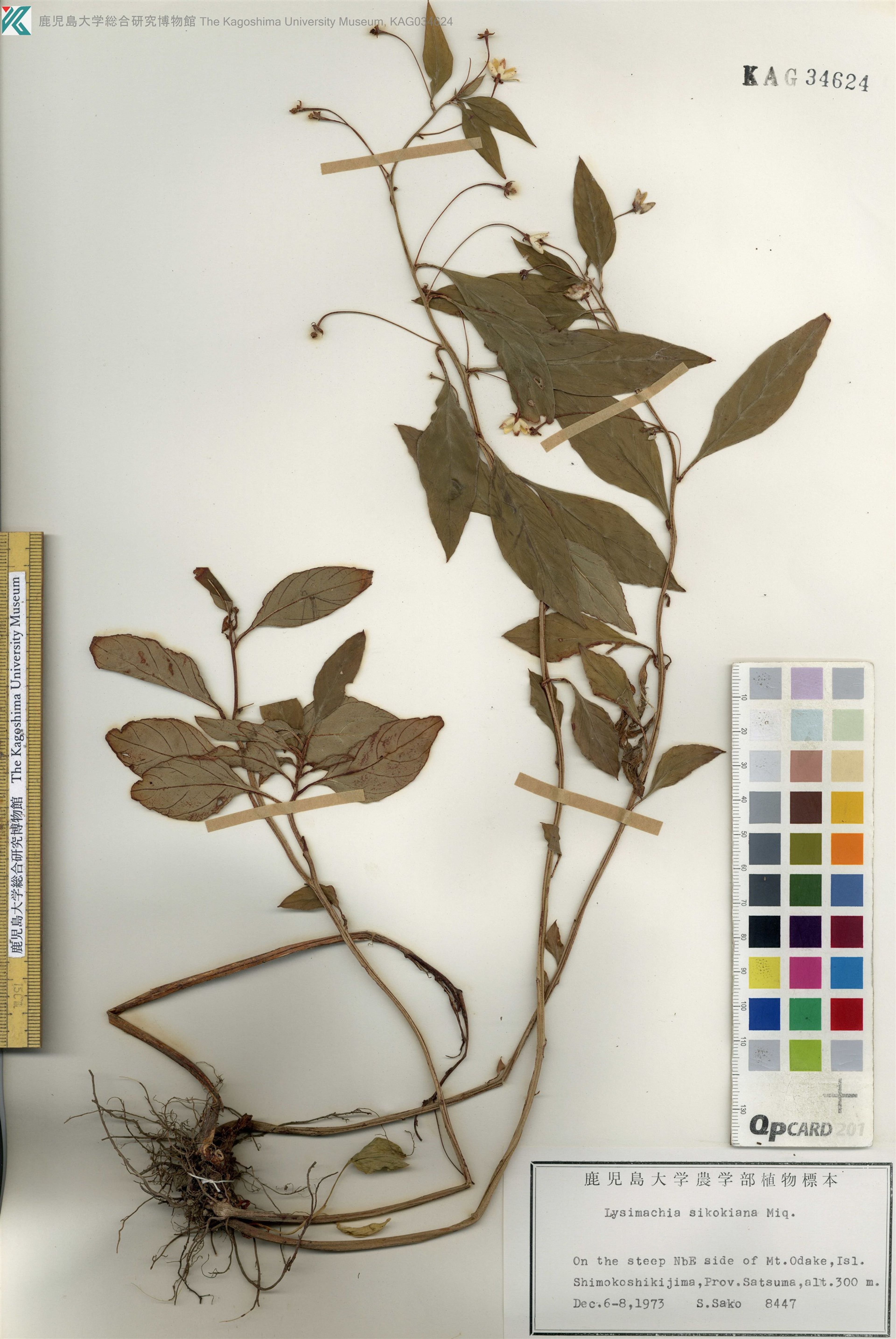 Lysimachia sikokiana - 45