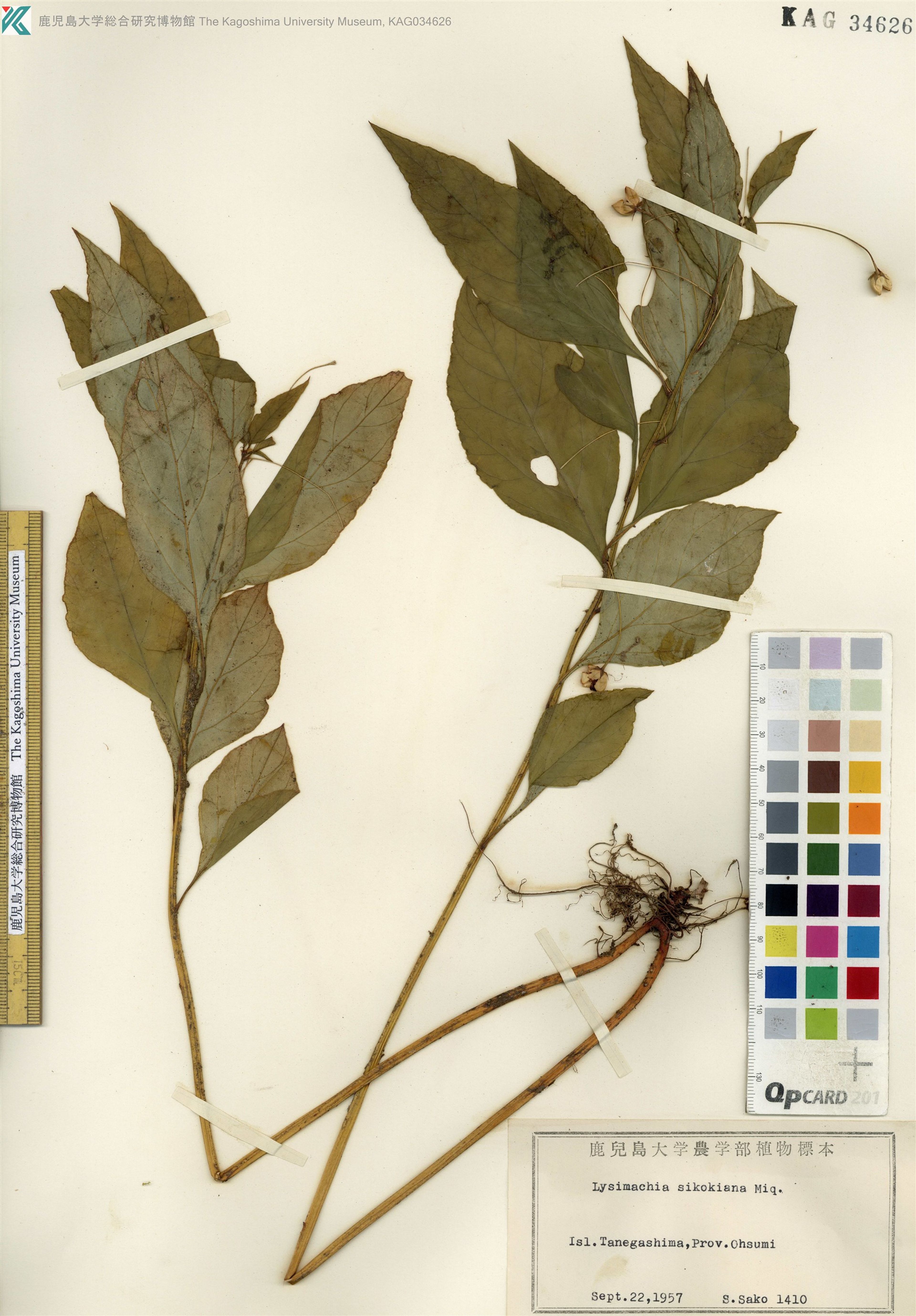 Lysimachia sikokiana - 98