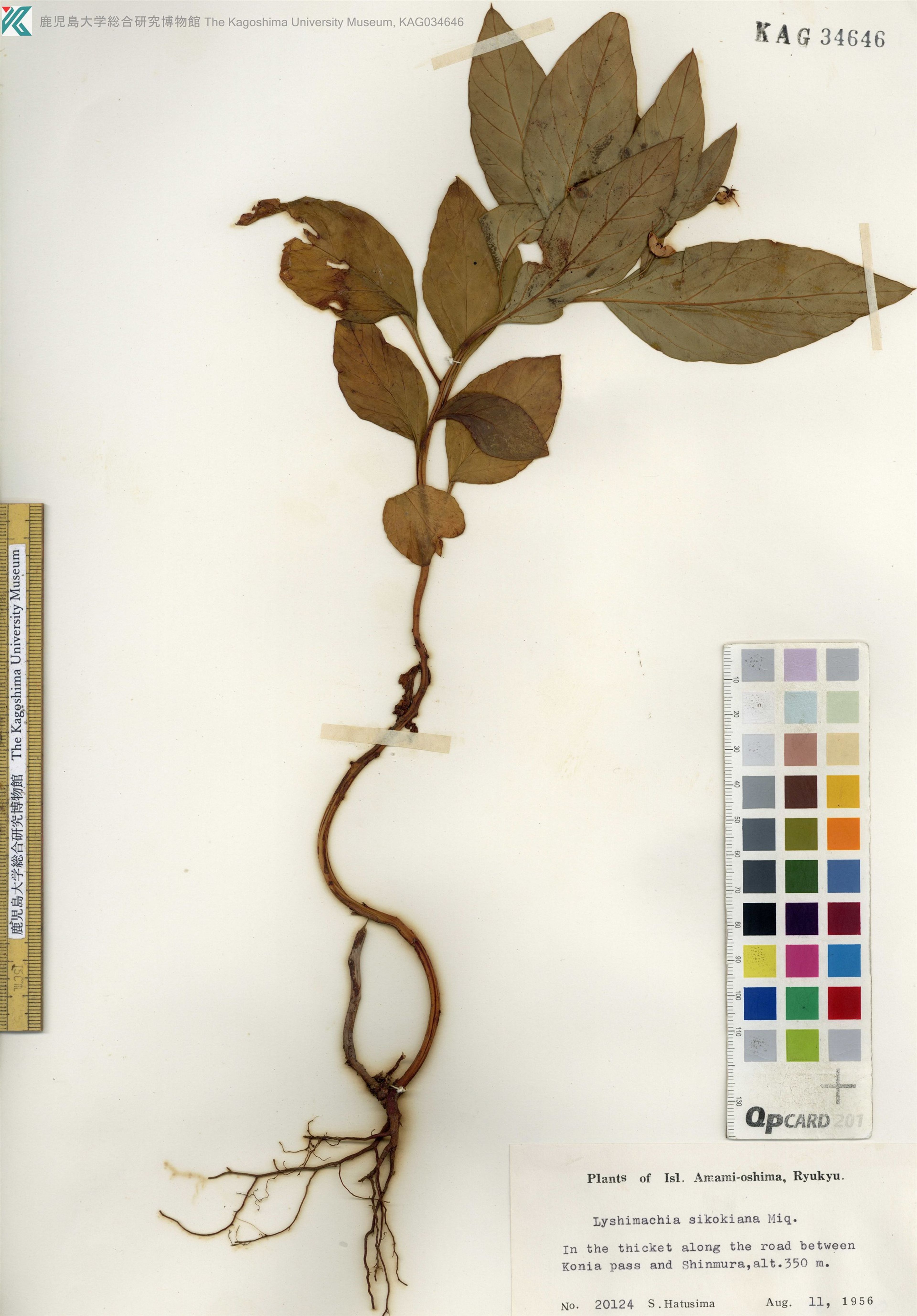 Lysimachia sikokiana - 6