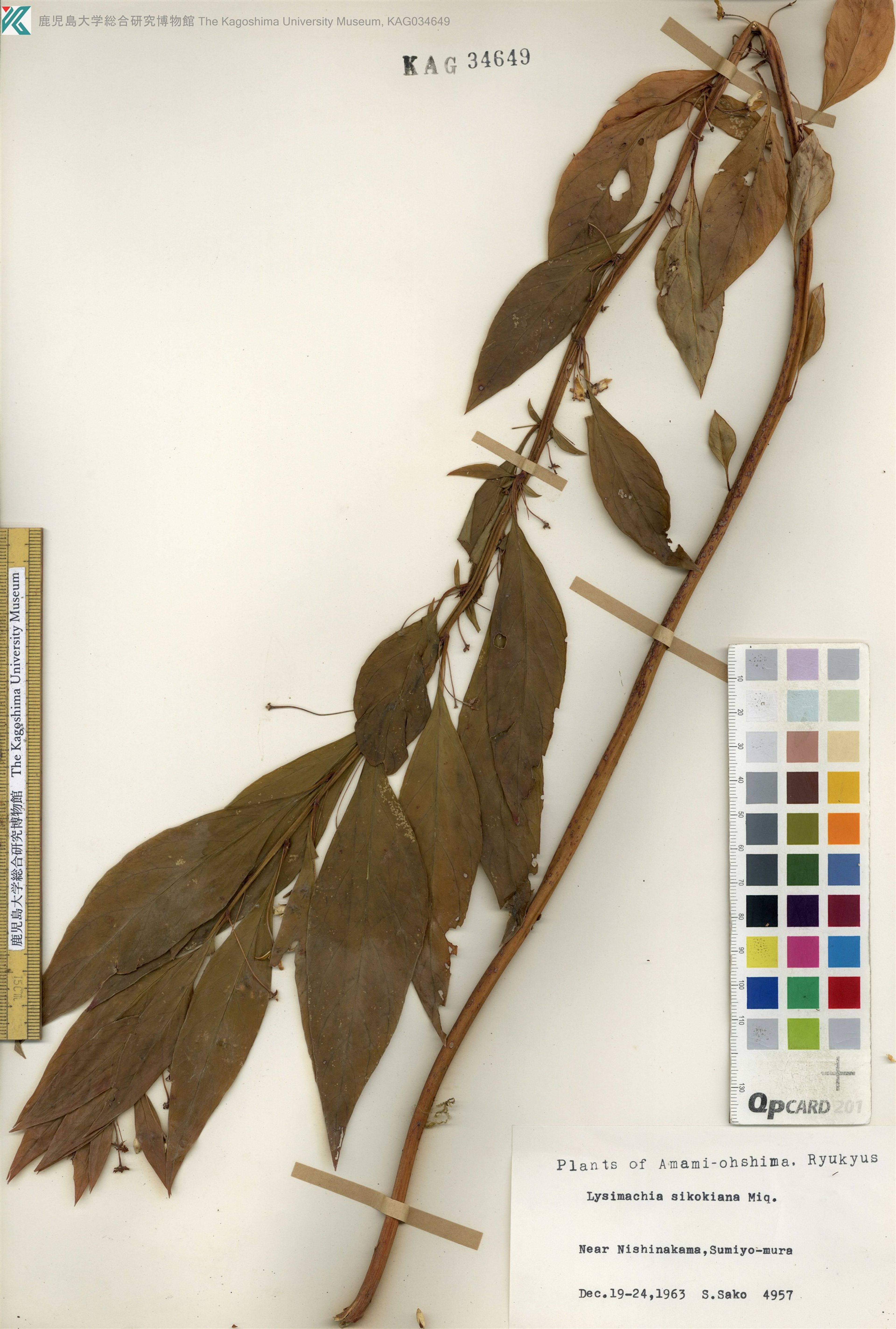 Lysimachia sikokiana - 69