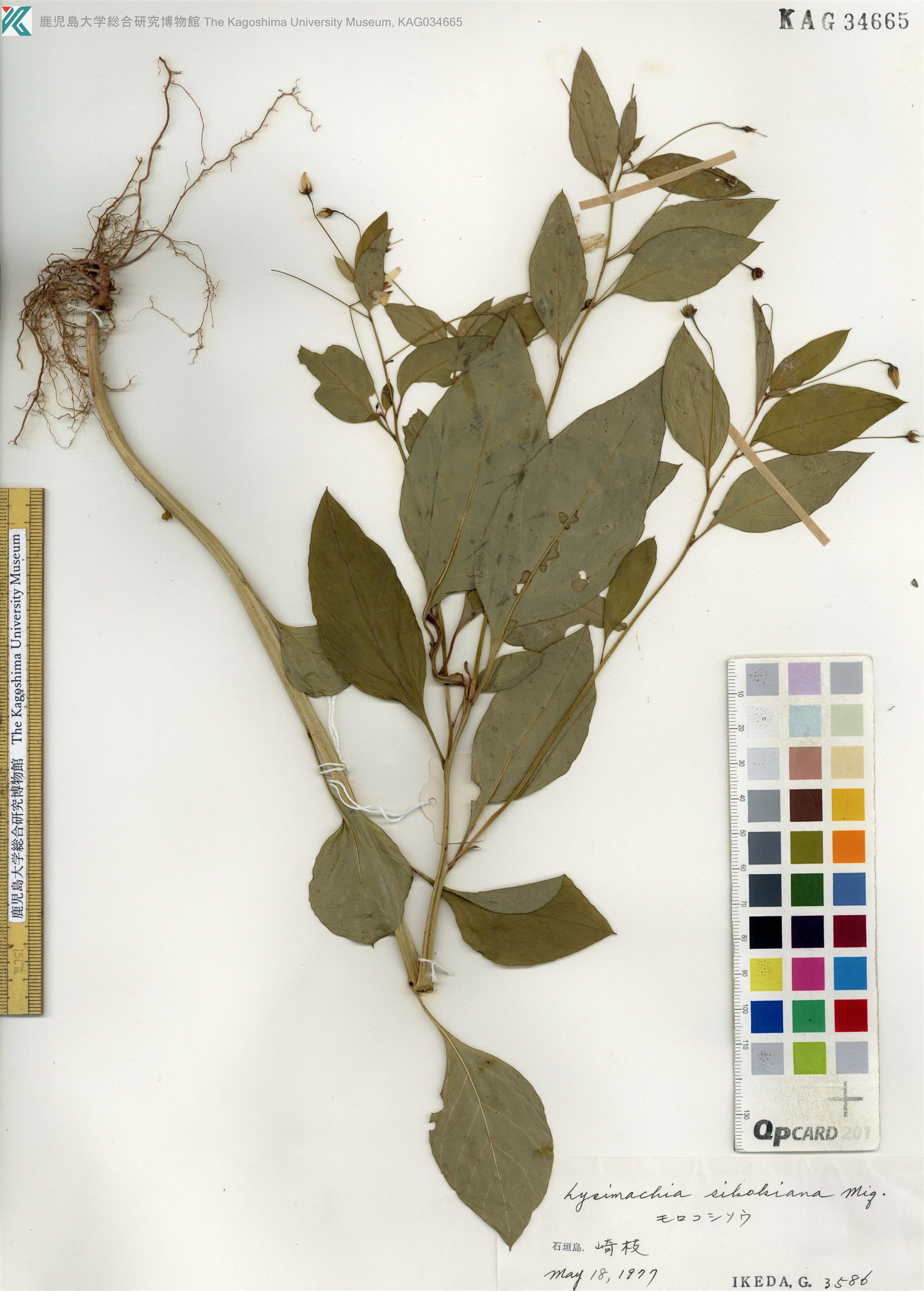 Lysimachia sikokiana - 48