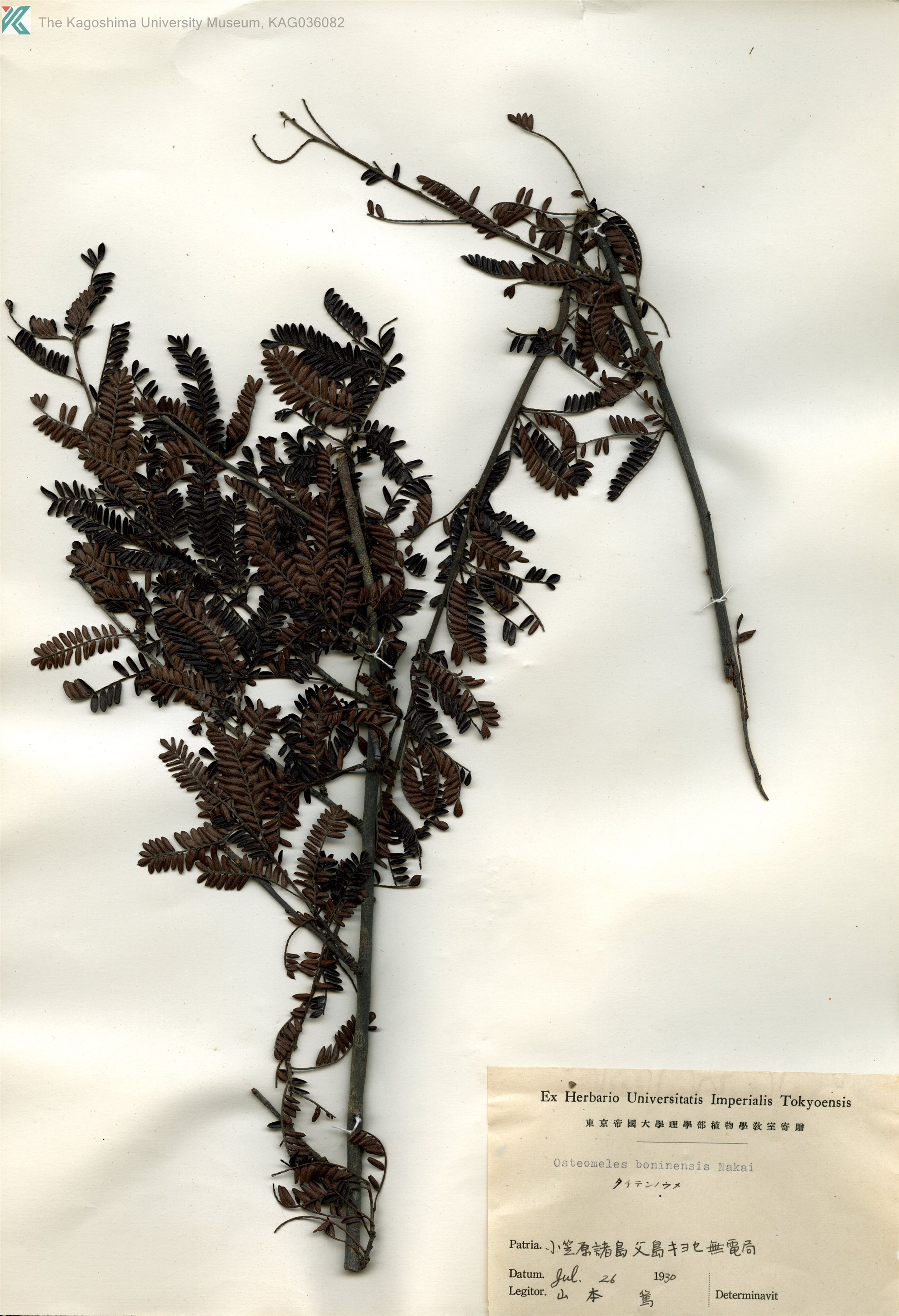 Osteomeles schwerinae - 27