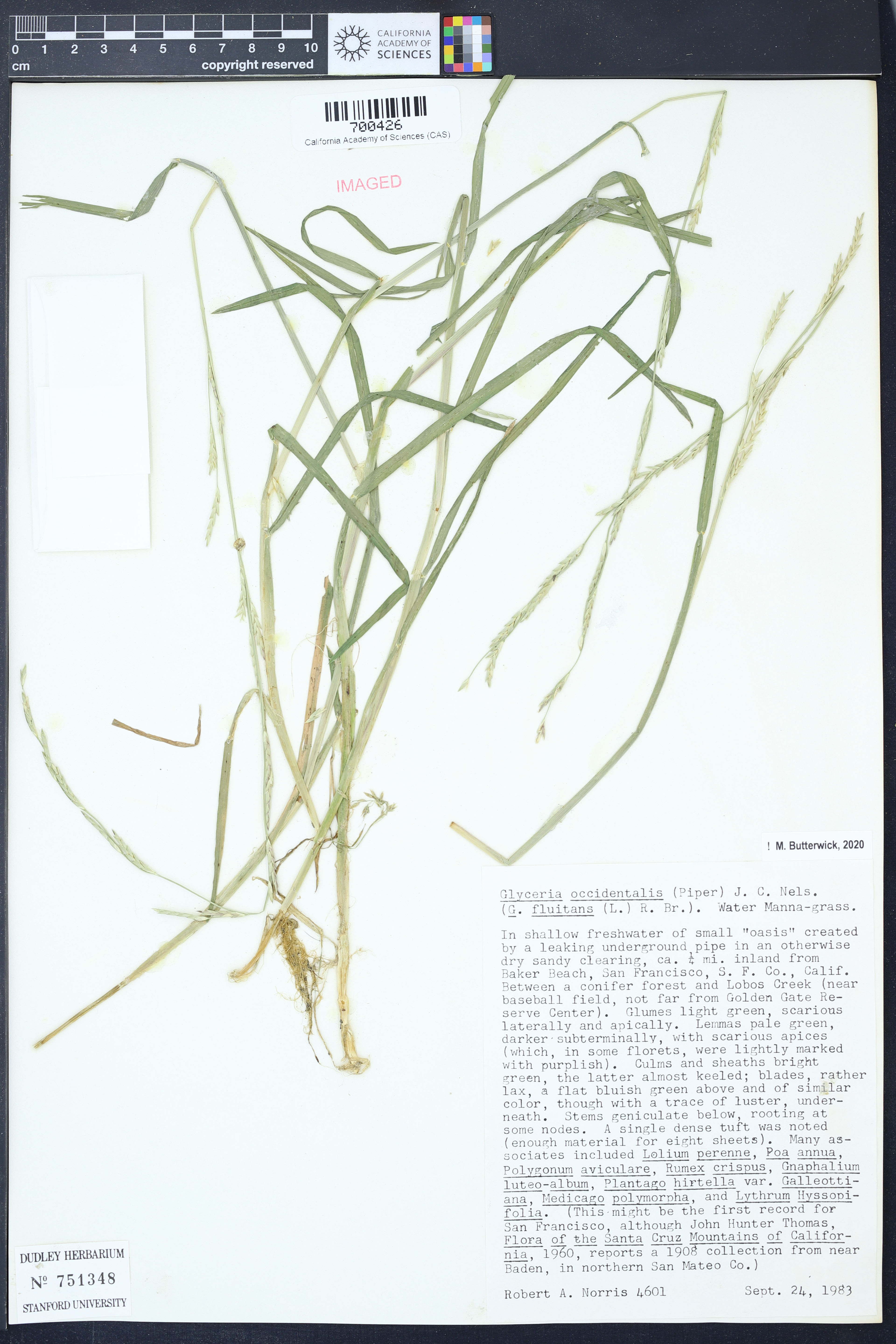 Glyceria occidentalis - 60