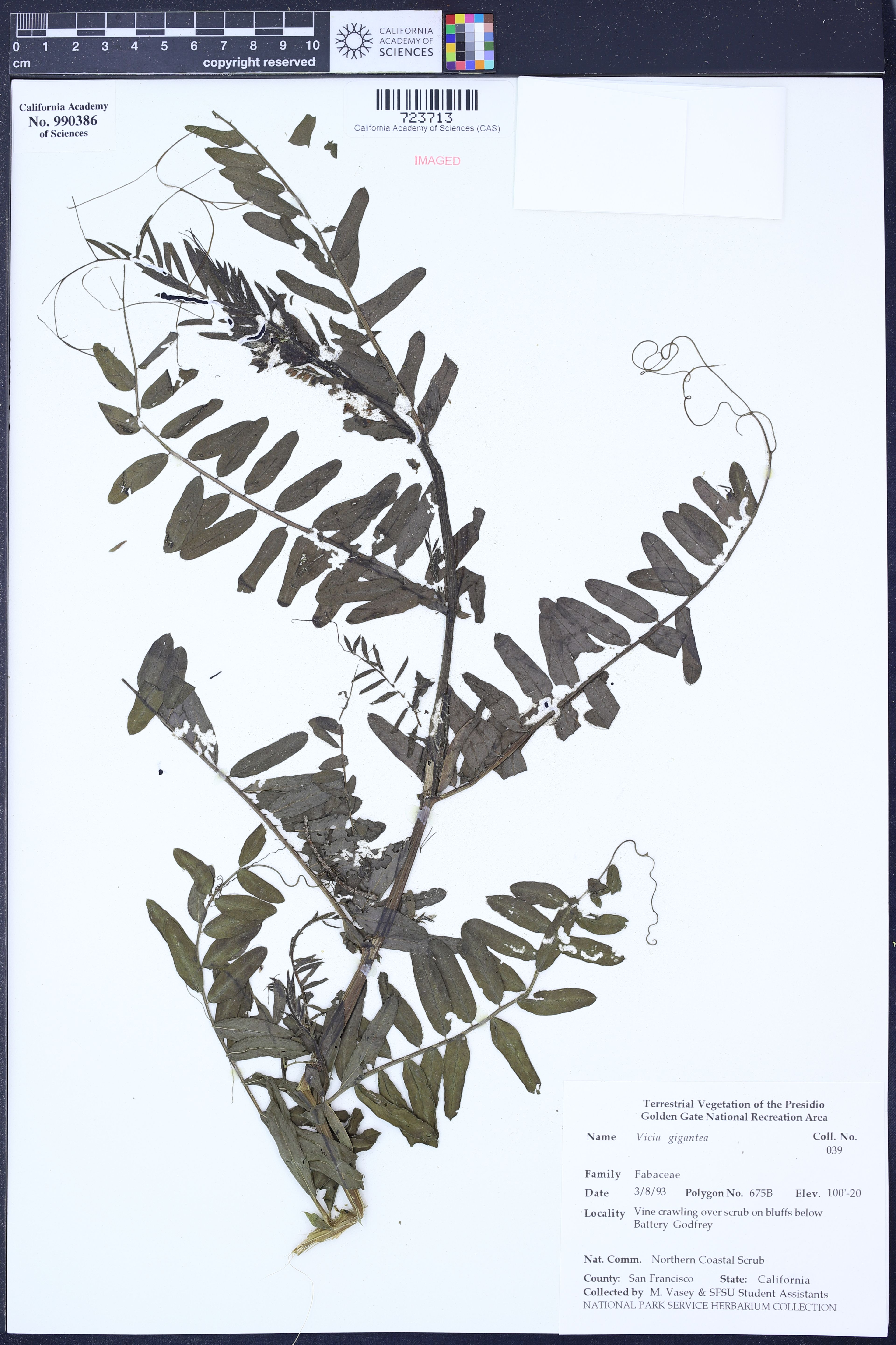 Vicia gigantea - 93