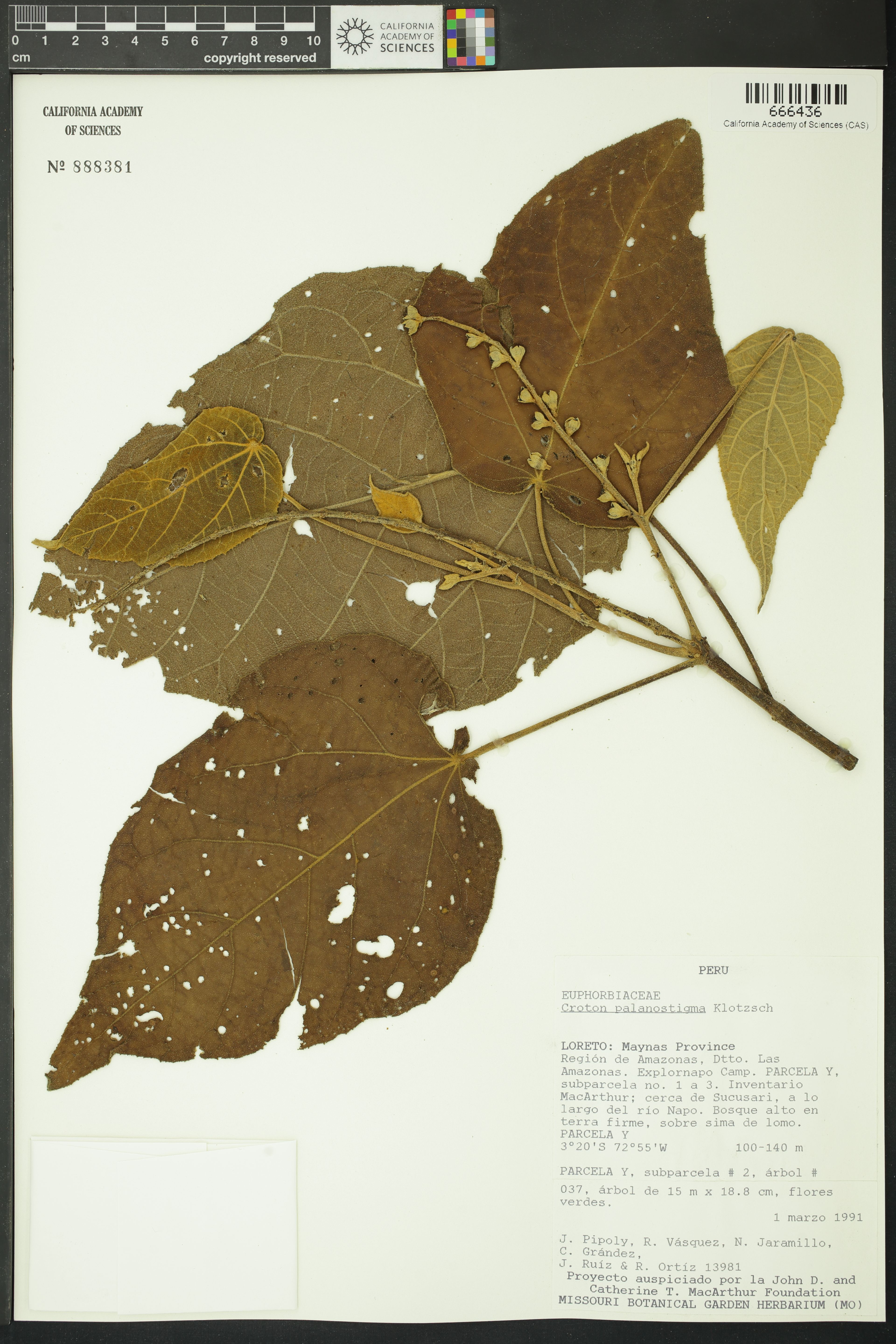 Croton palanostigma - 89