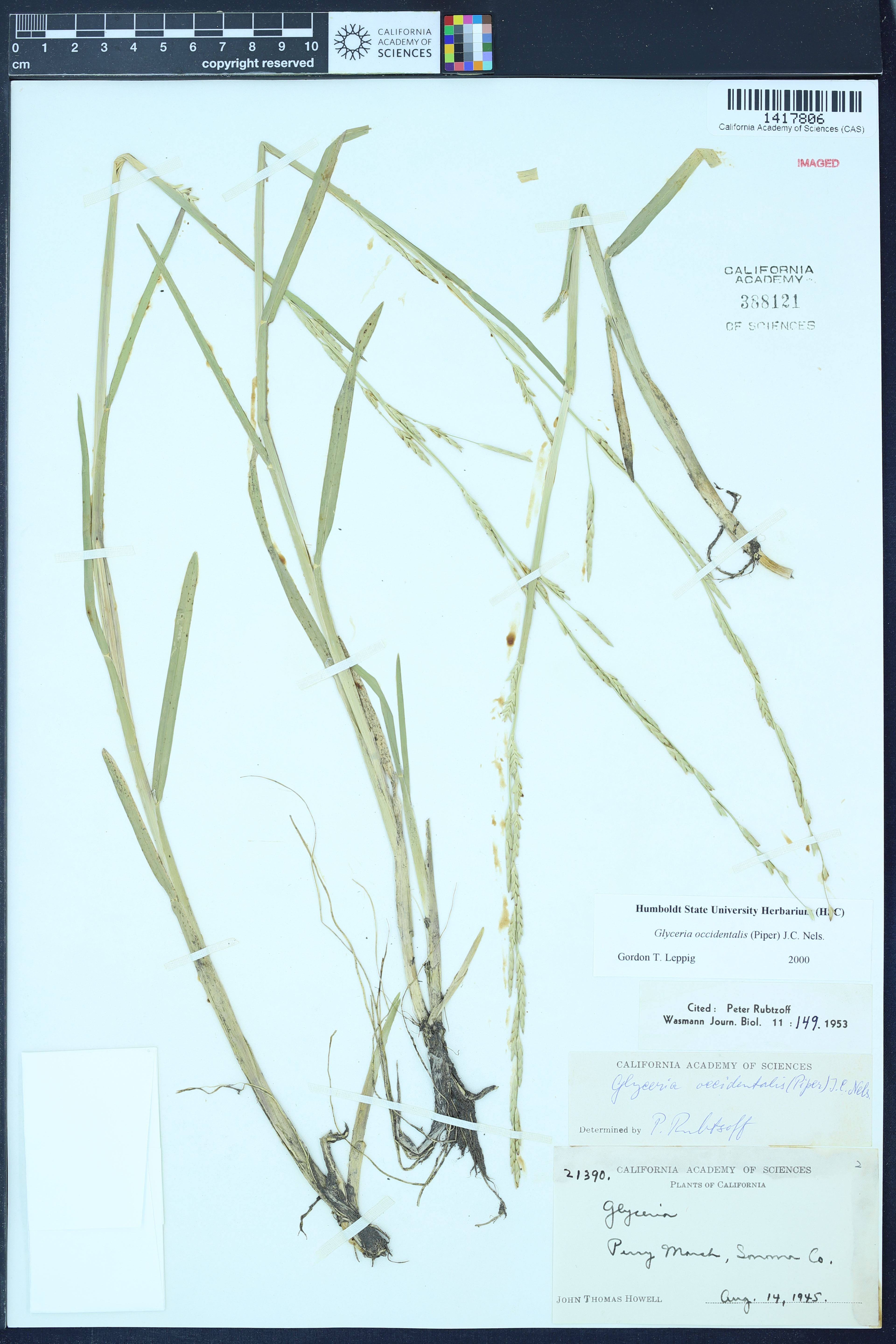 Glyceria occidentalis - 79