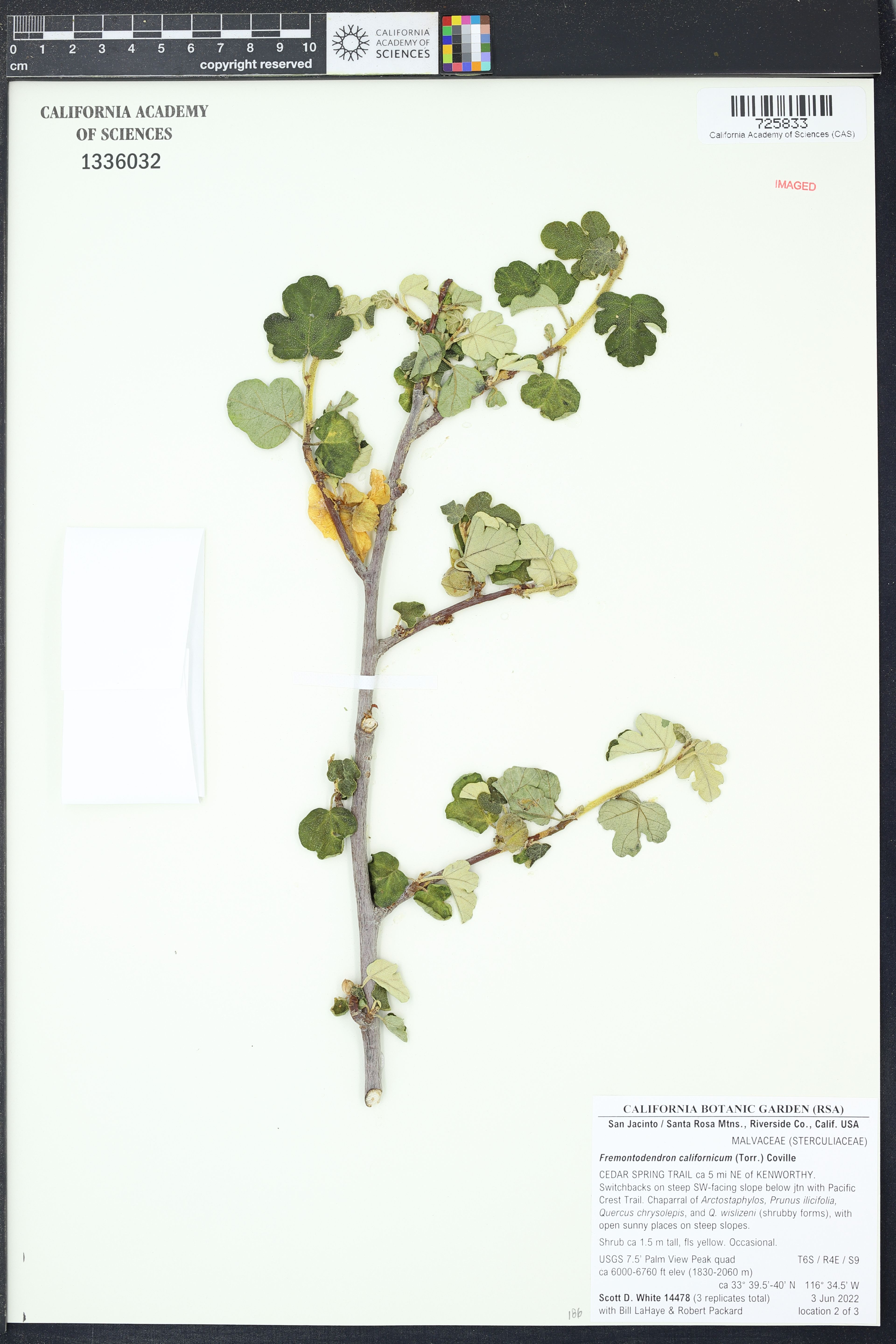 Fremontodendron californicum - 8