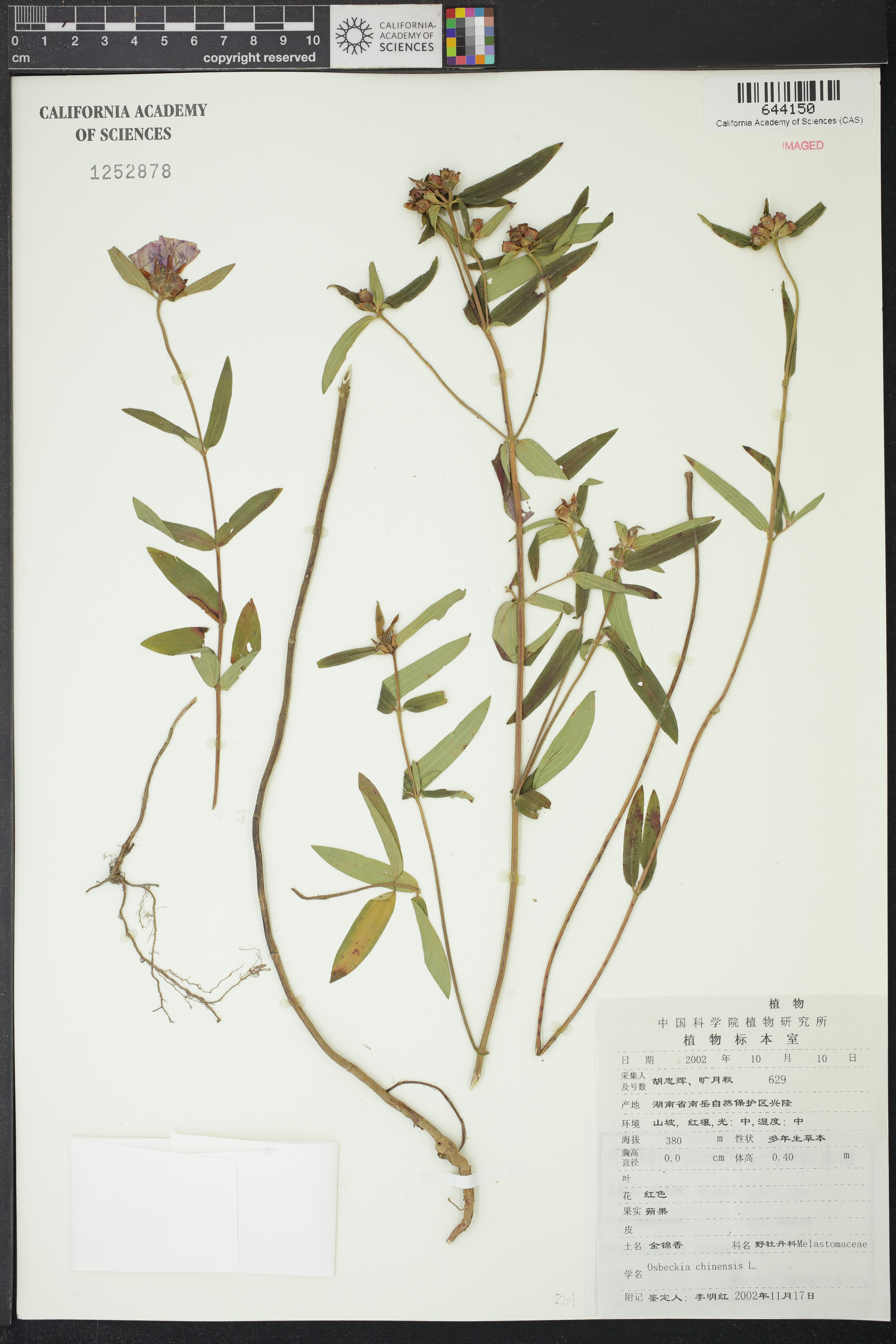 Osbeckia chinensis - 21