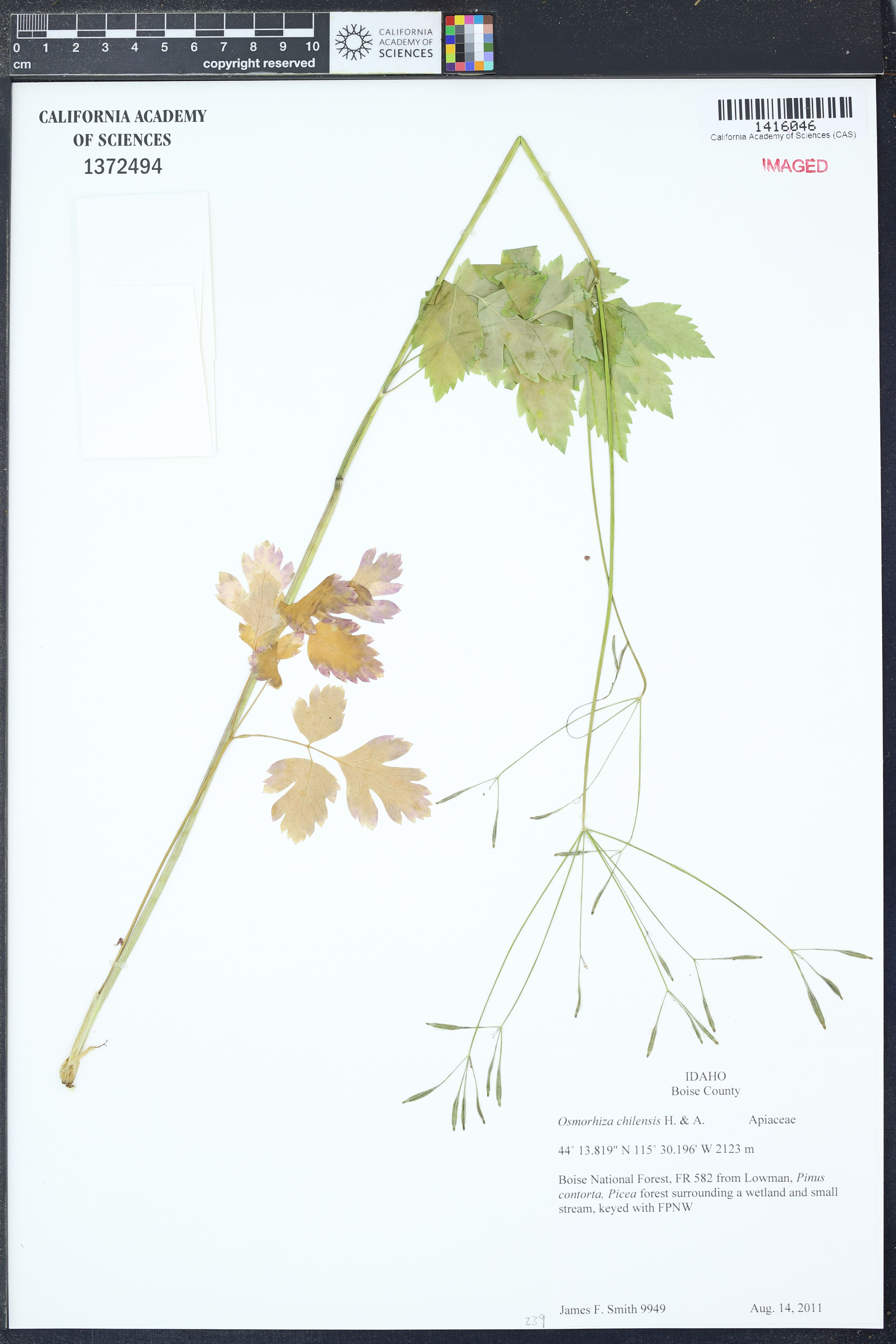 Osmorhiza chilensis - 37