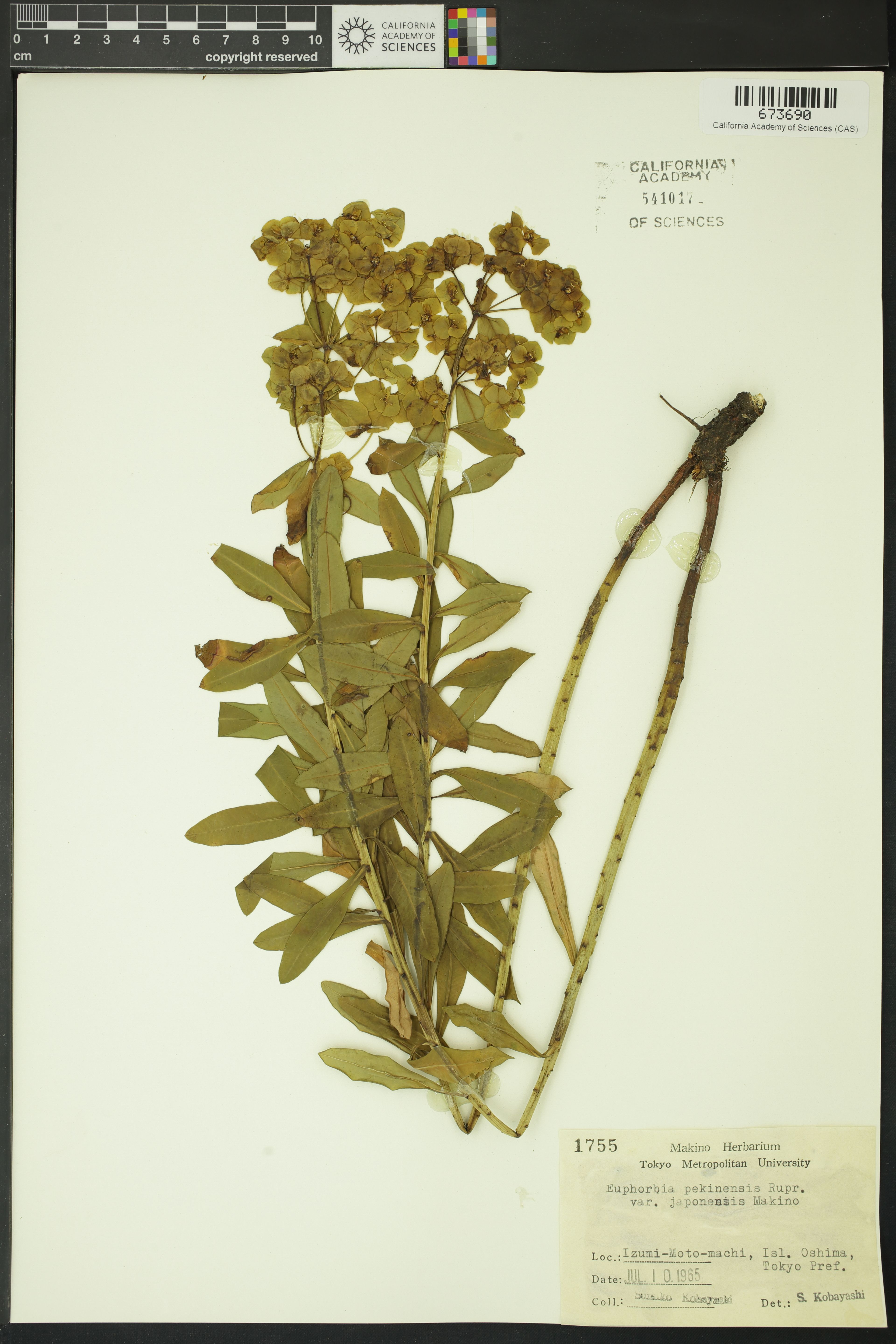Euphorbia pekinensis - 38