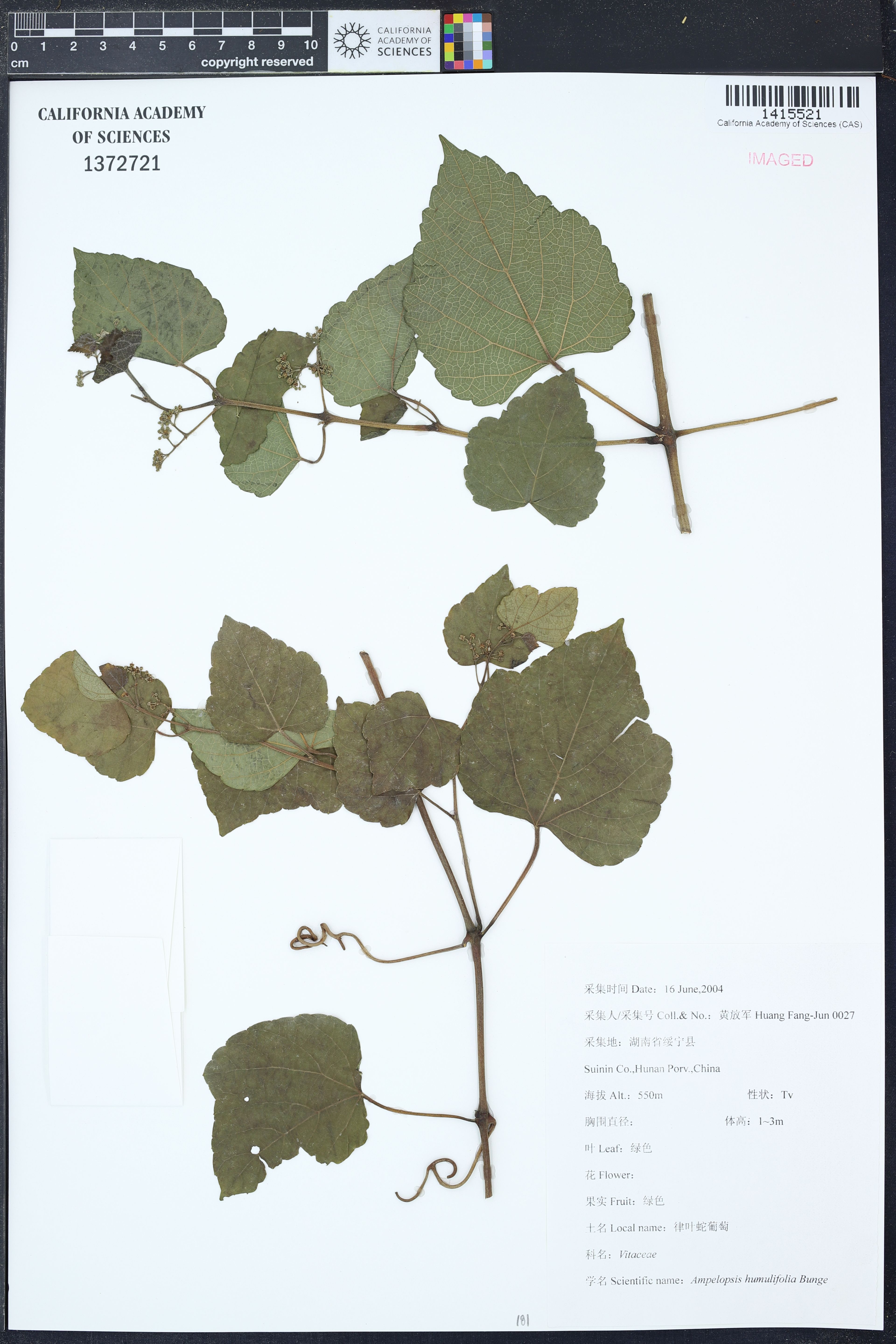 Ampelopsis humulifolia - 29