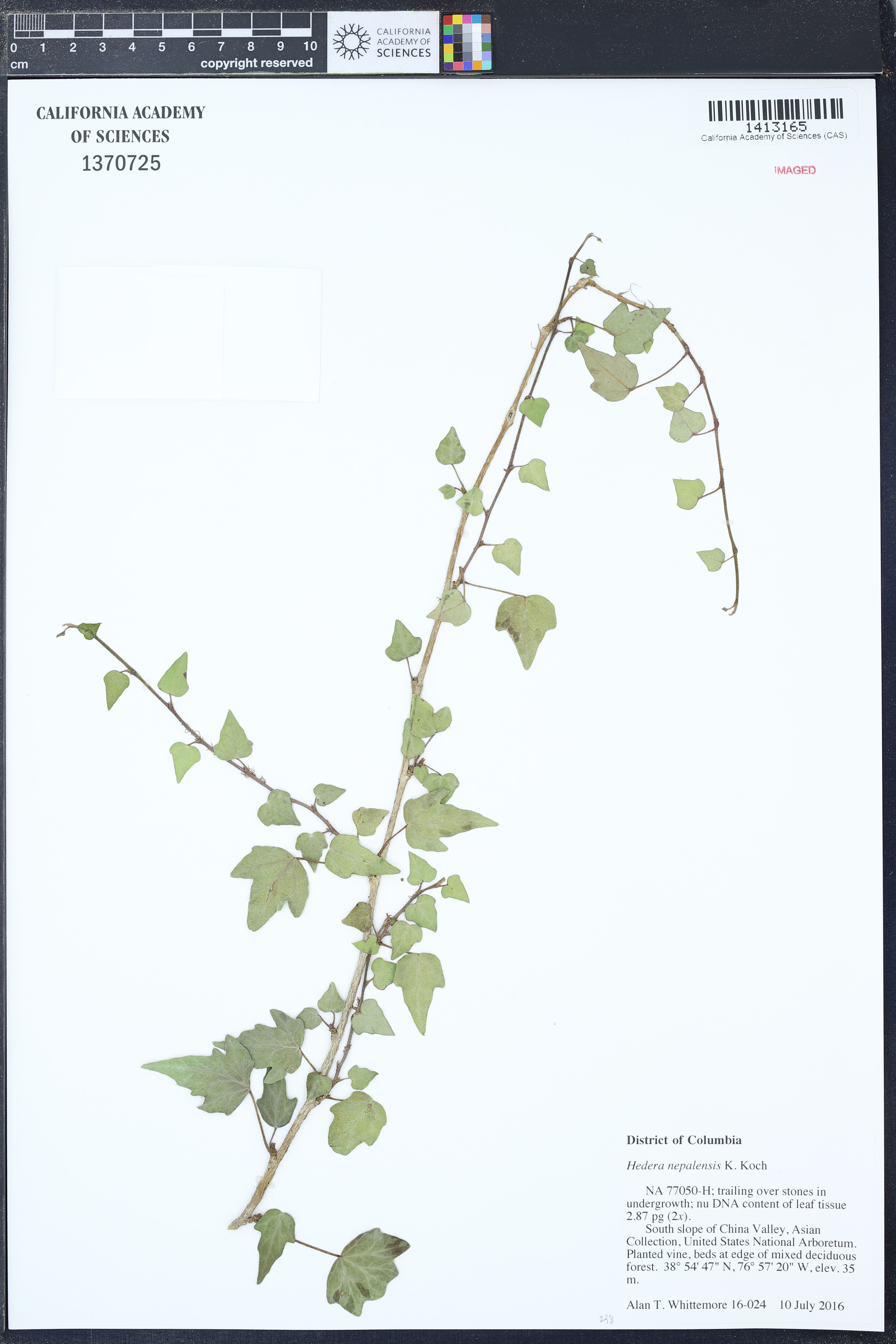 Hedera nepalensis - 47