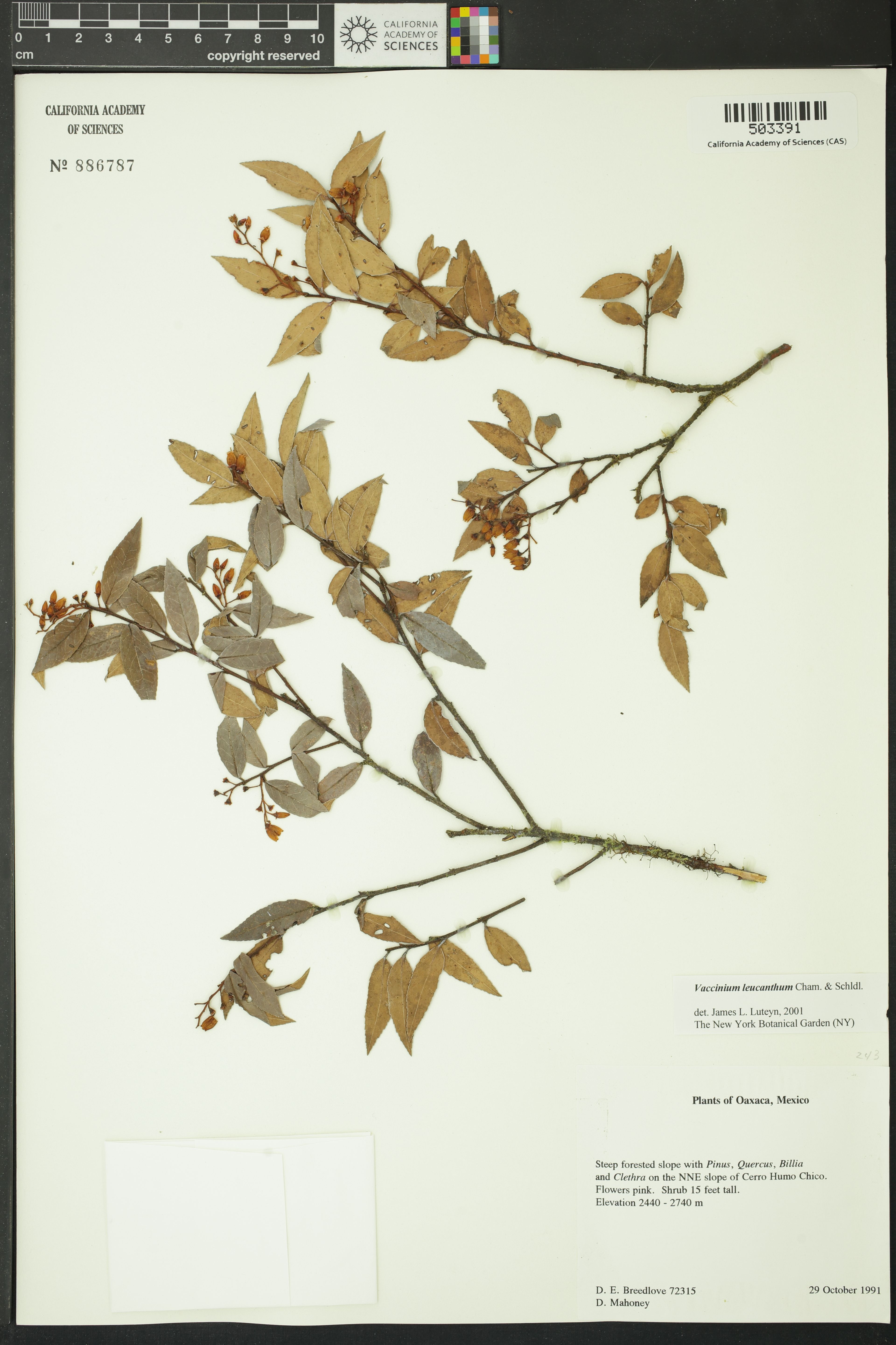 Vaccinium leucanthum - 49
