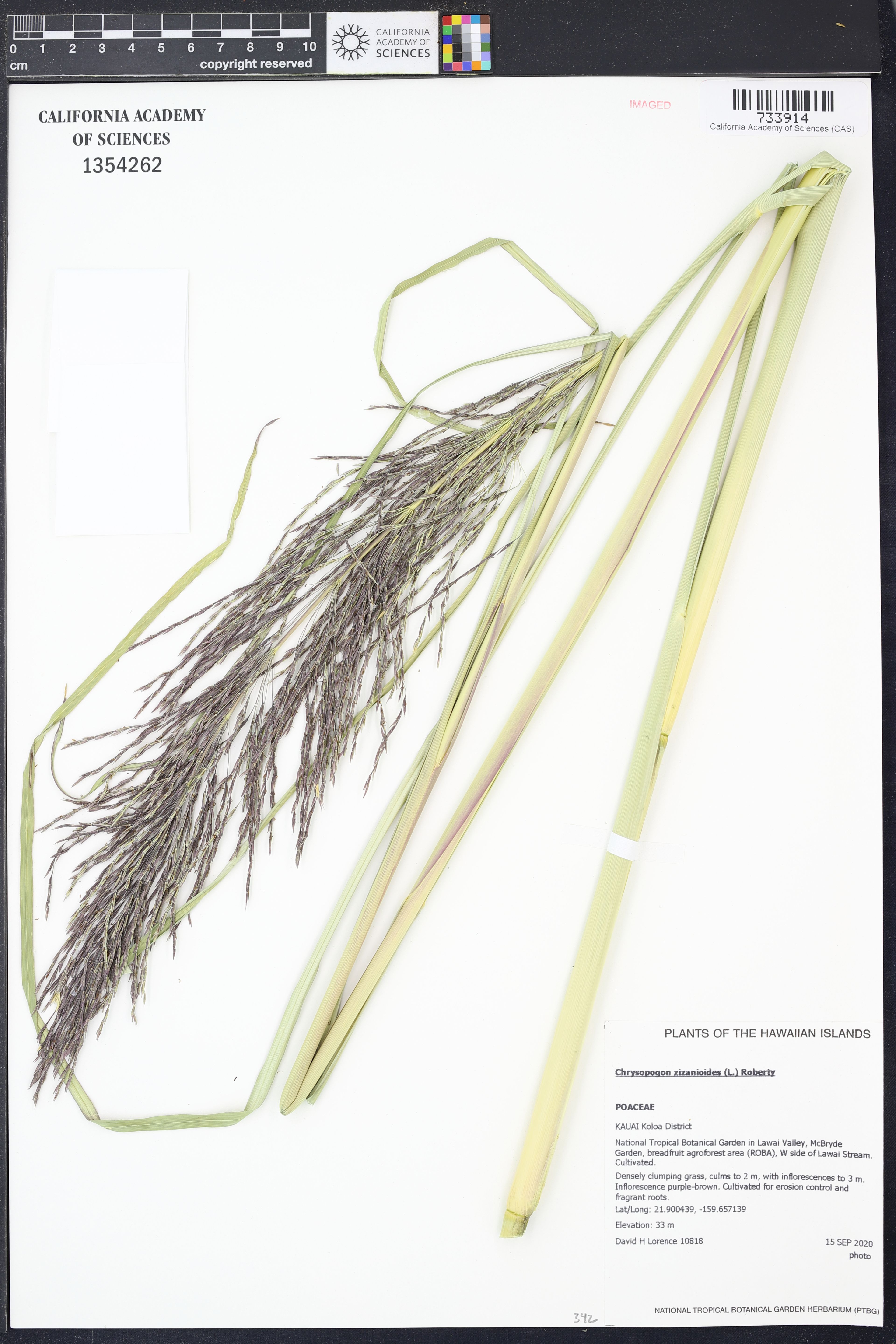 Chrysopogon zizanioides - 117