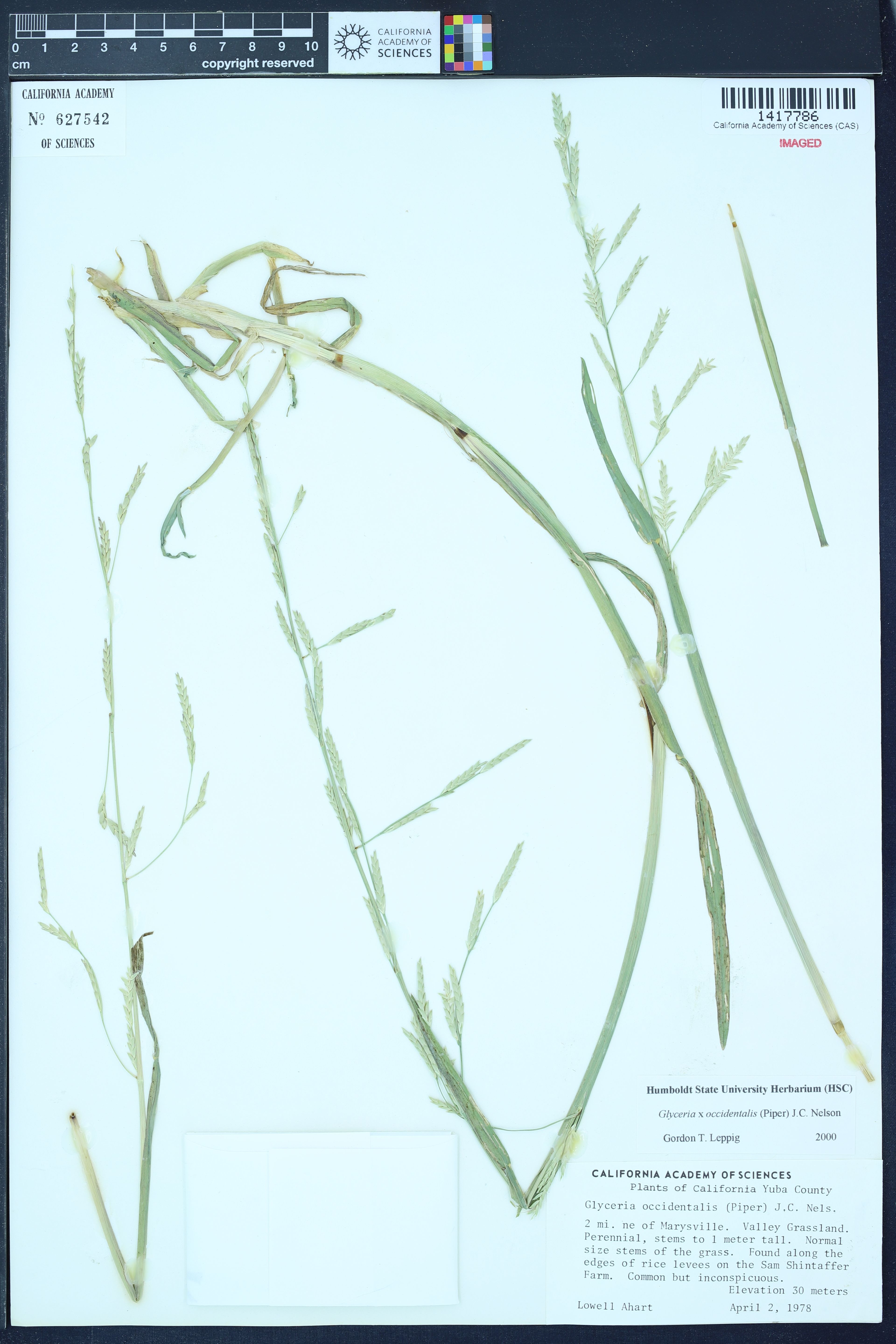 Glyceria occidentalis - 52