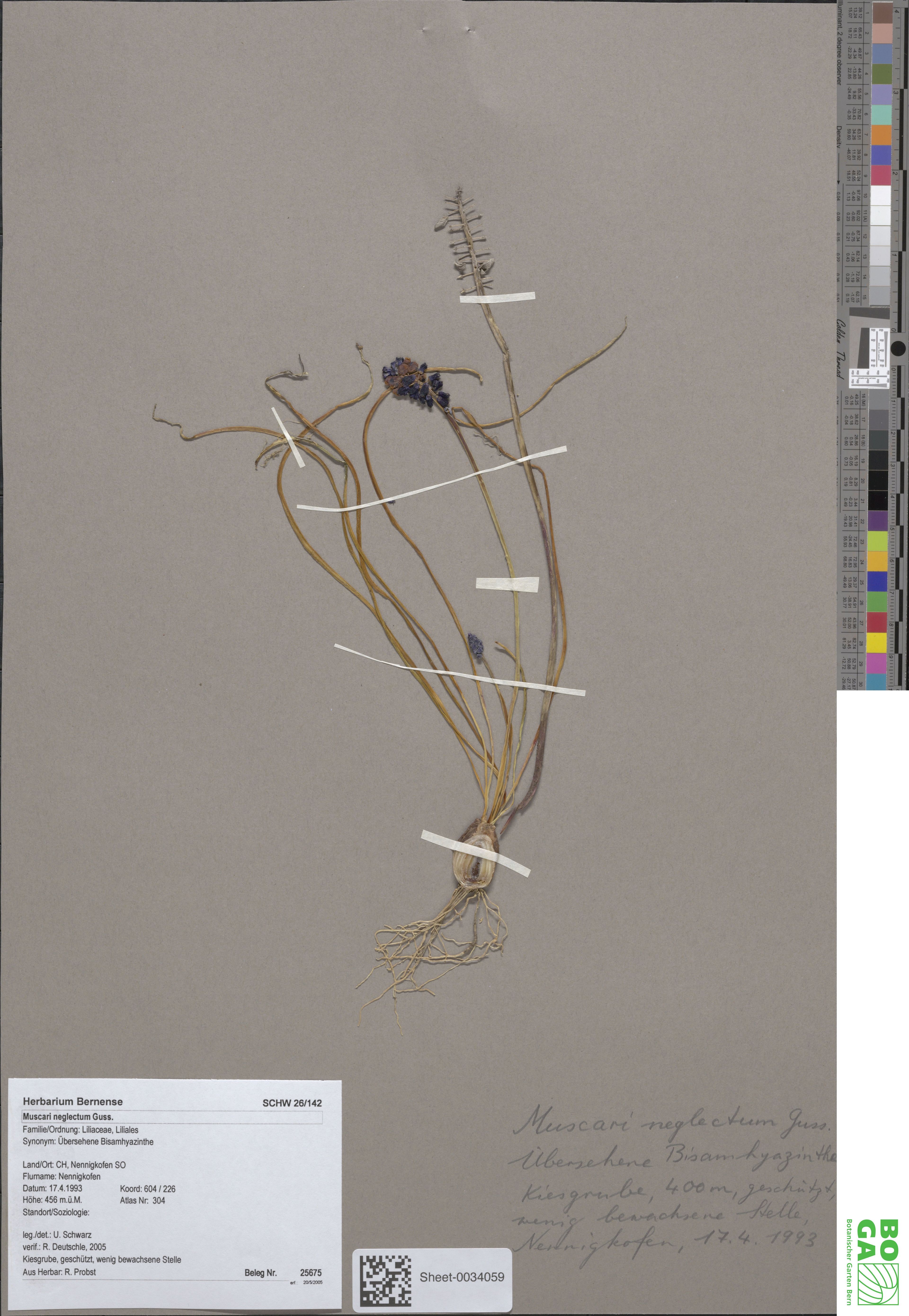 Muscari neglectum - 12