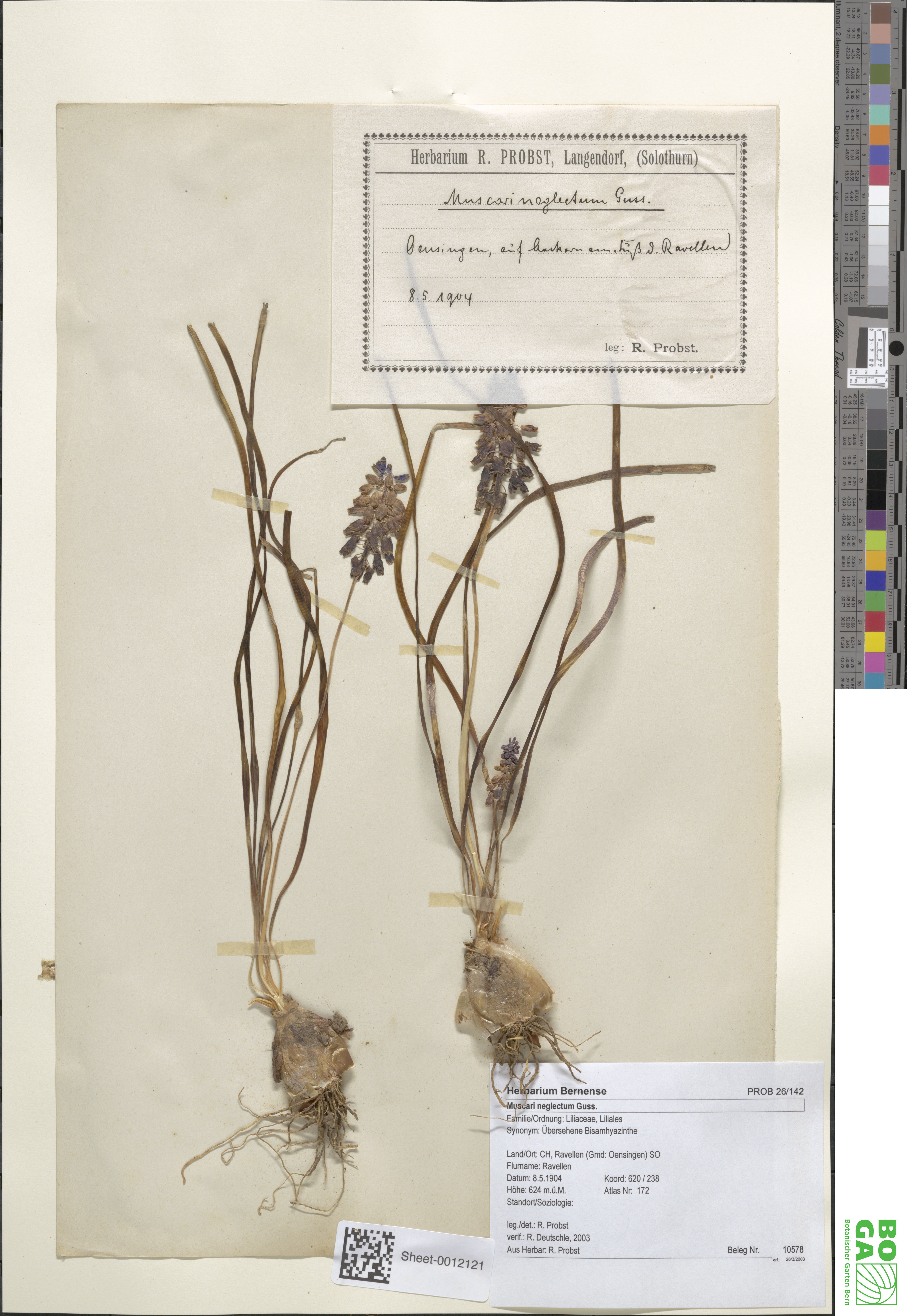 Muscari neglectum - 10