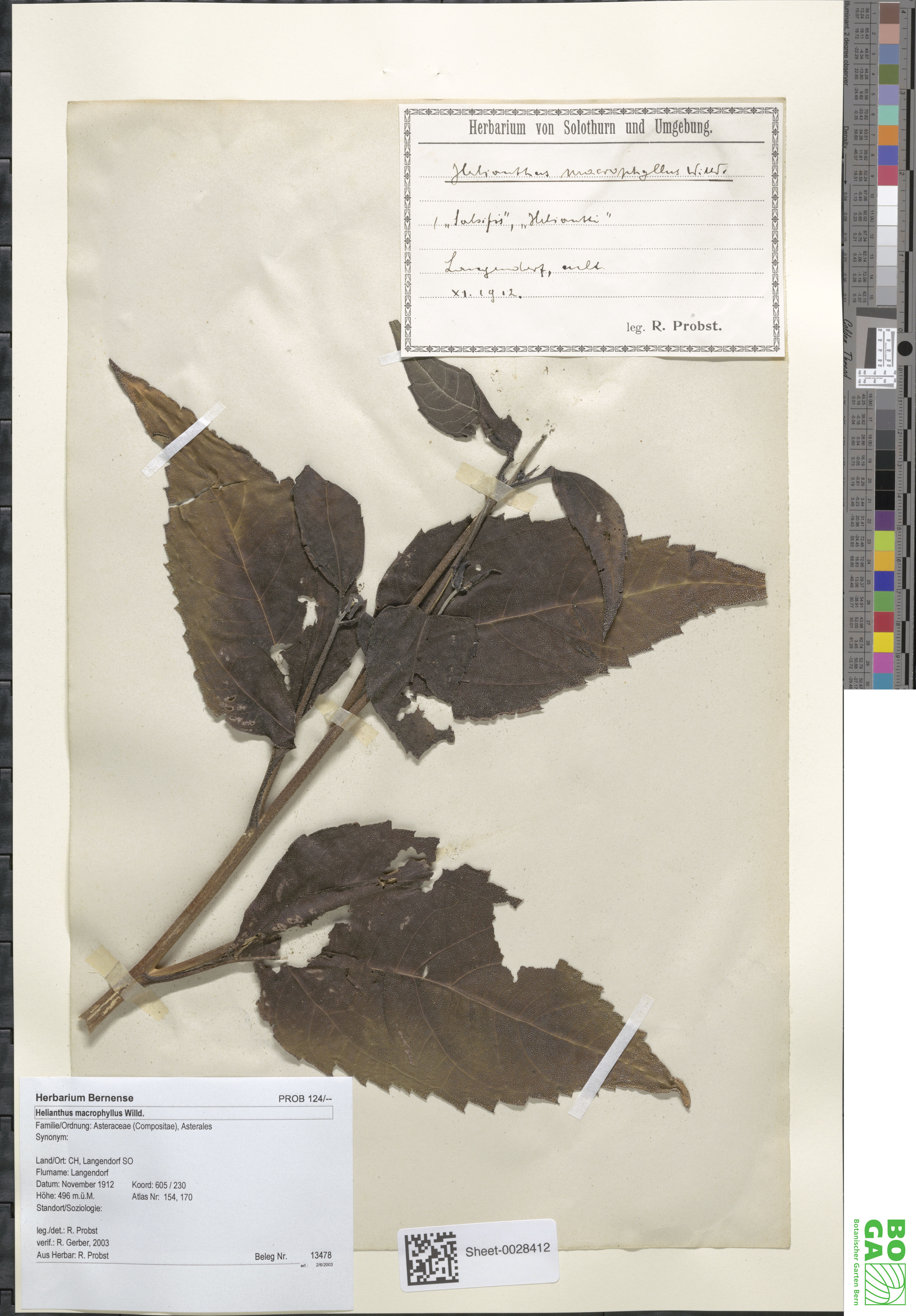 Helianthus strumosus - 6