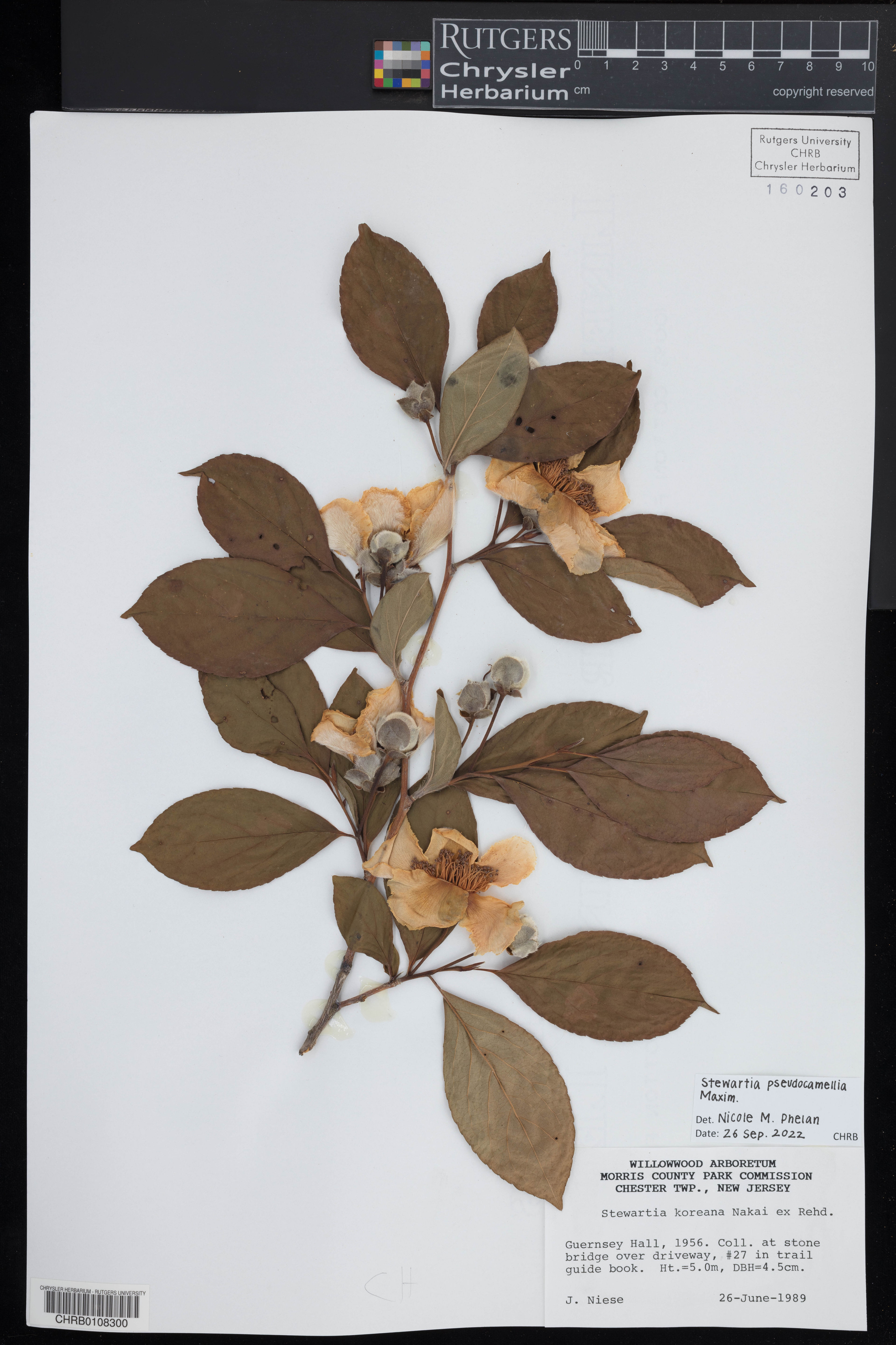 Stewartia pseudocamellia - 7
