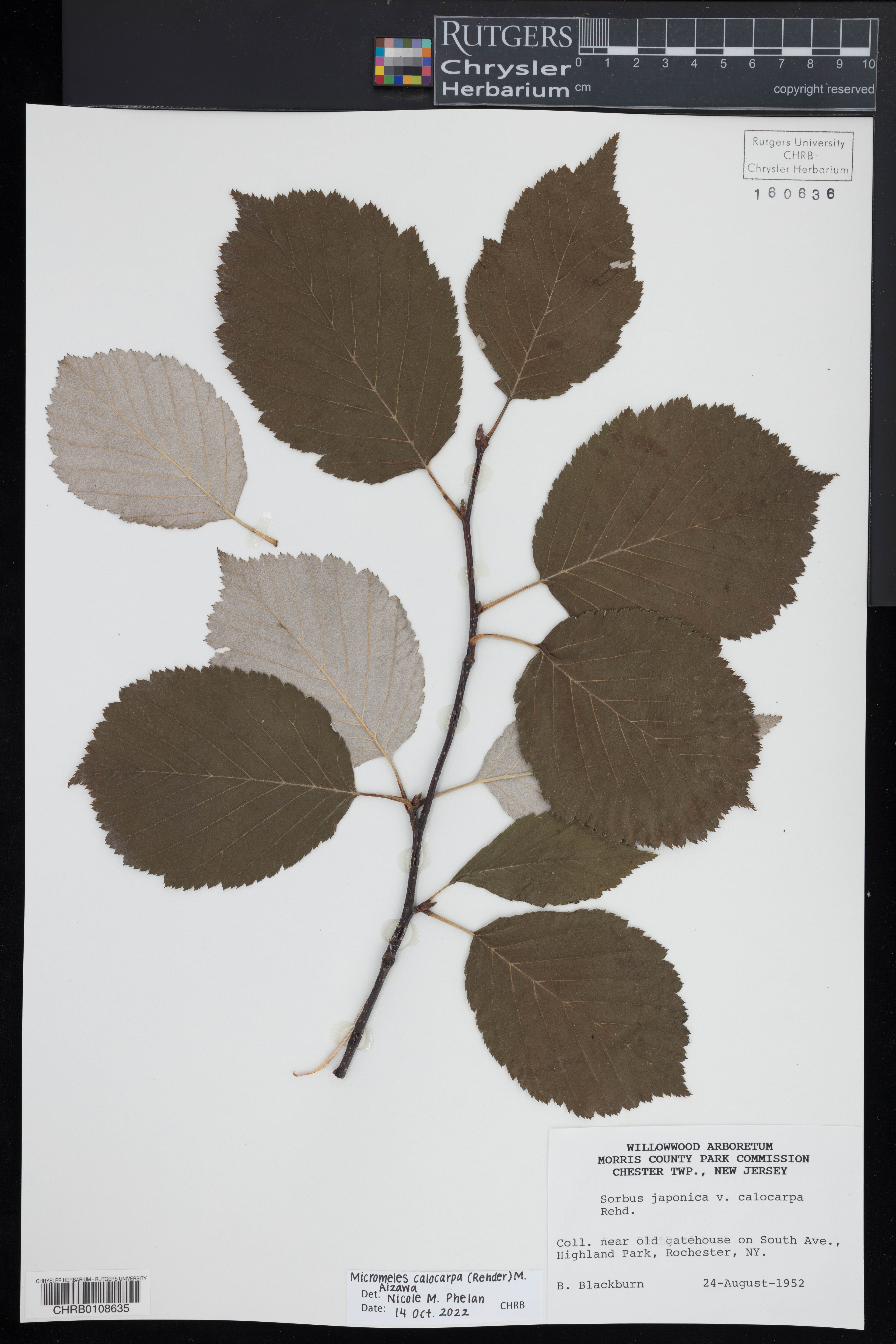 Sorbus japonica - 28